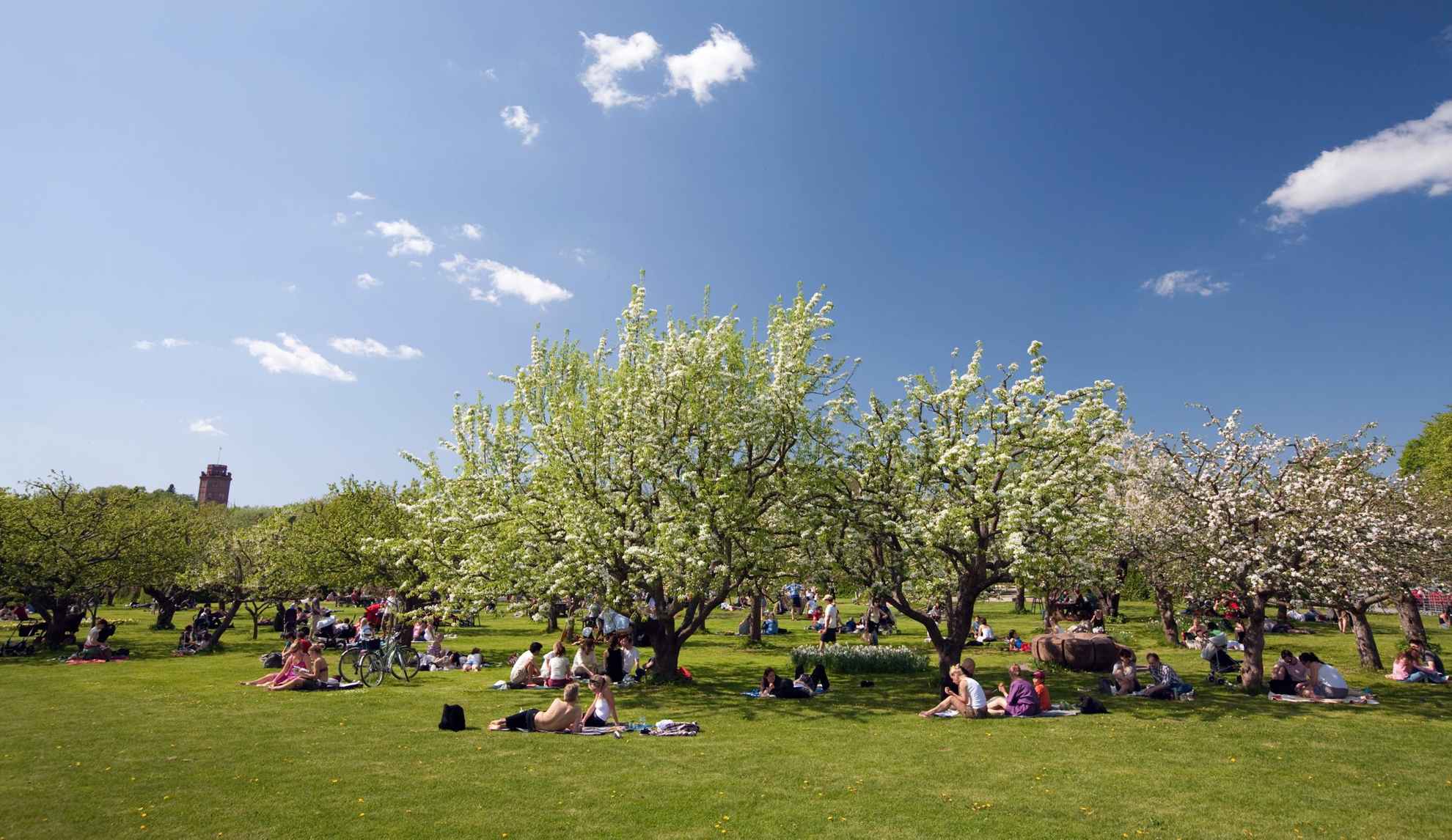 Groups of people sit on the grass under the apple trees at Rosendal’s Garden in Stockholm.
