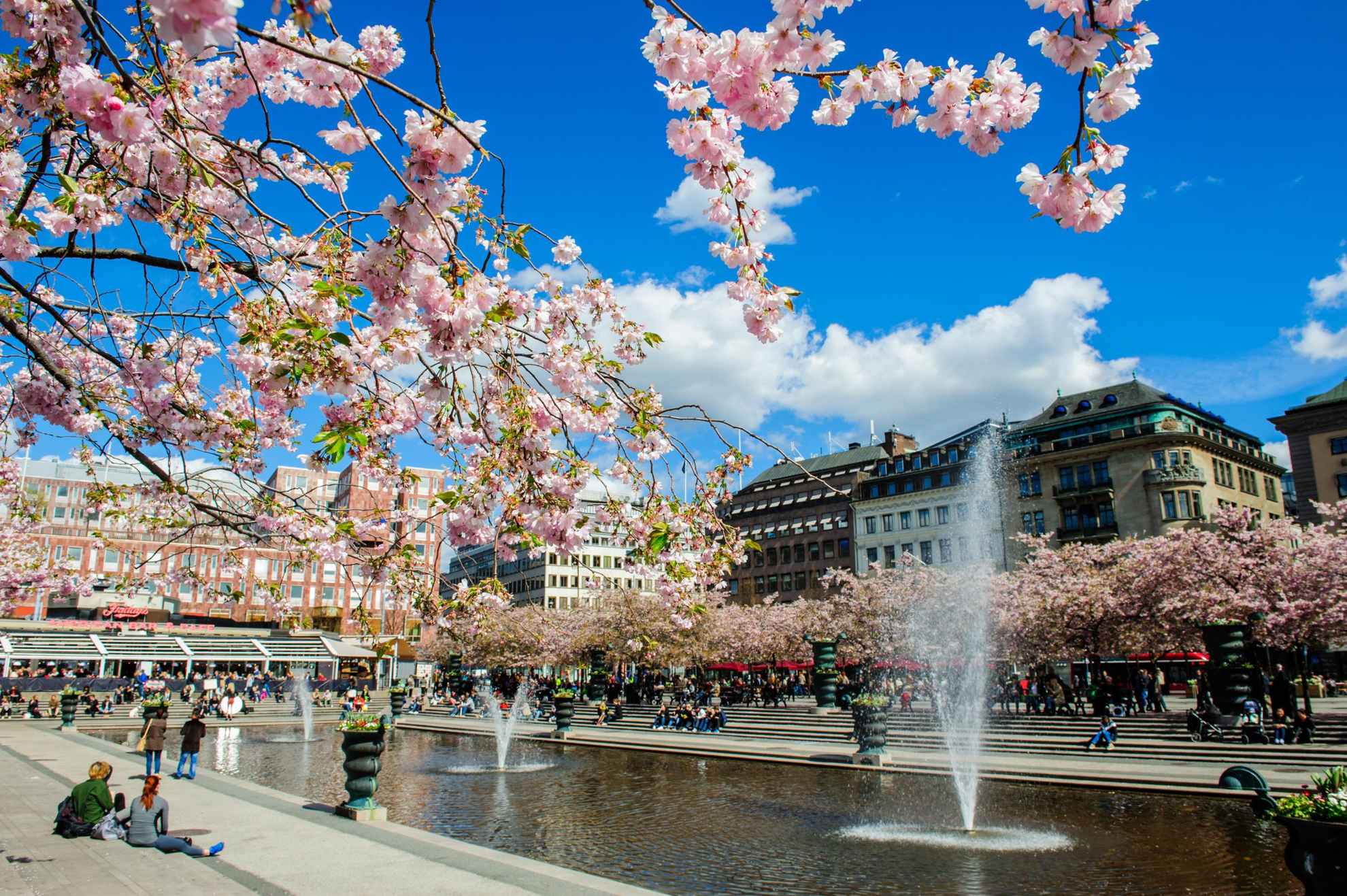 People in the King's Garden in central Stockholm are walking or sitting down under the cherry blossoms surrounding a large water fountain.