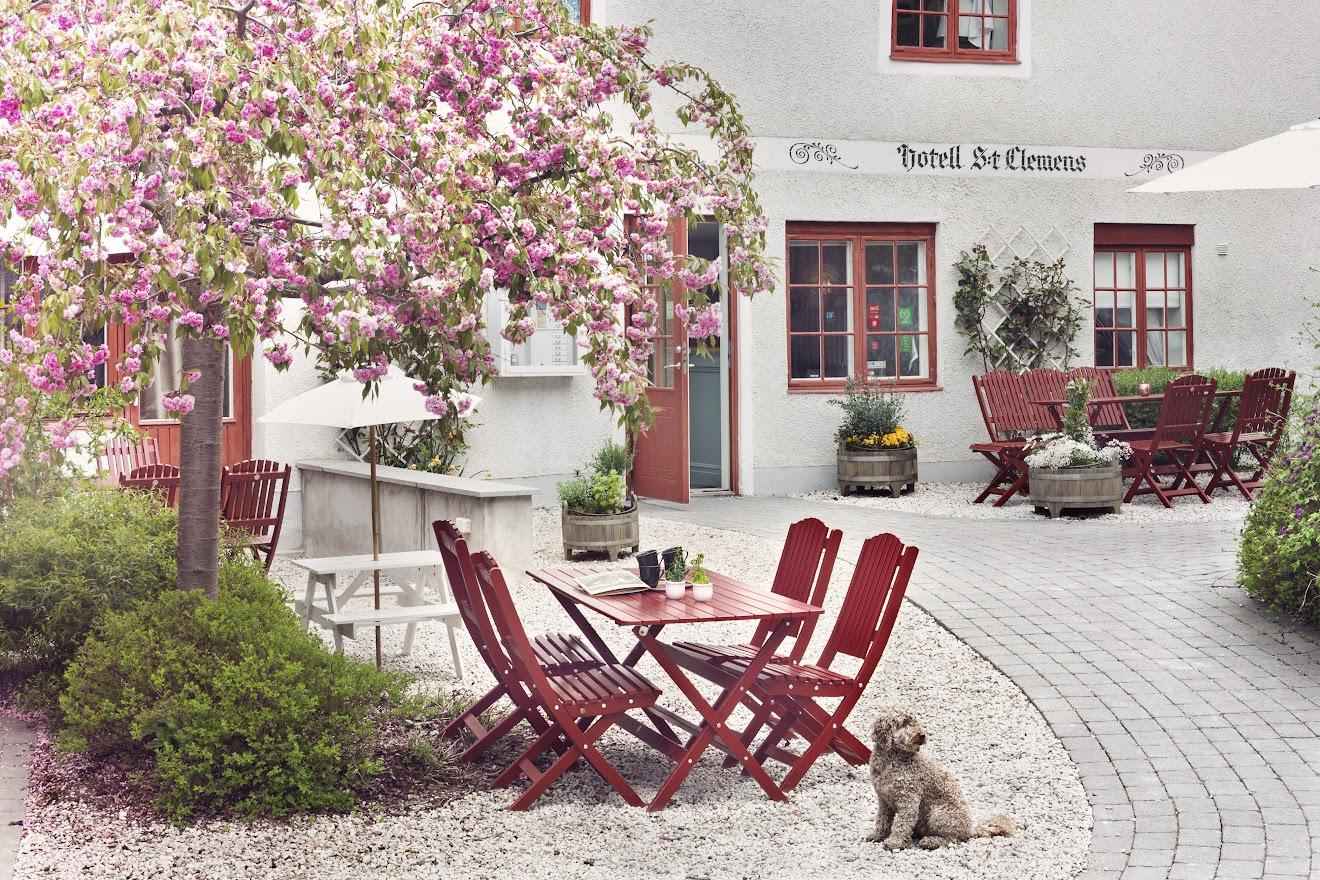 A dog sits next to red wooden outdoor furniture and a blooming cherry tree in the garden outside the hotel S:t Clemens.