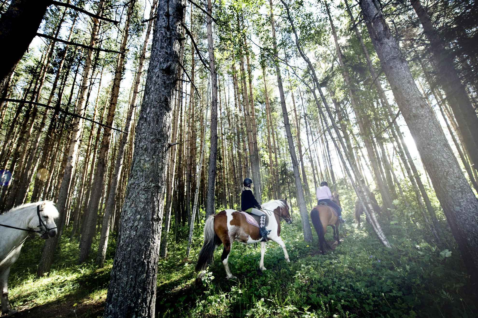 Horseback riding at Storsjöbygden