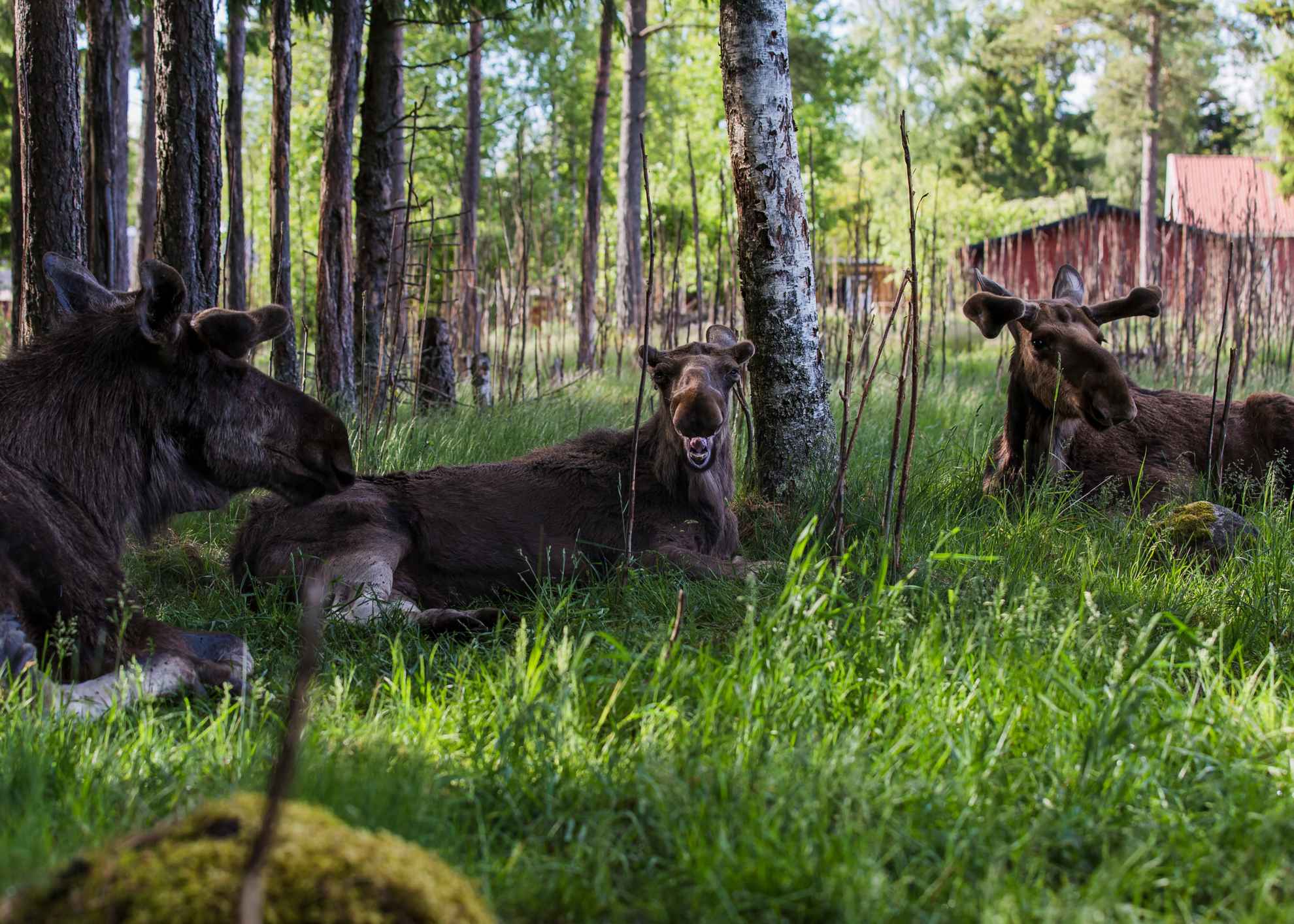 Moose in Småland