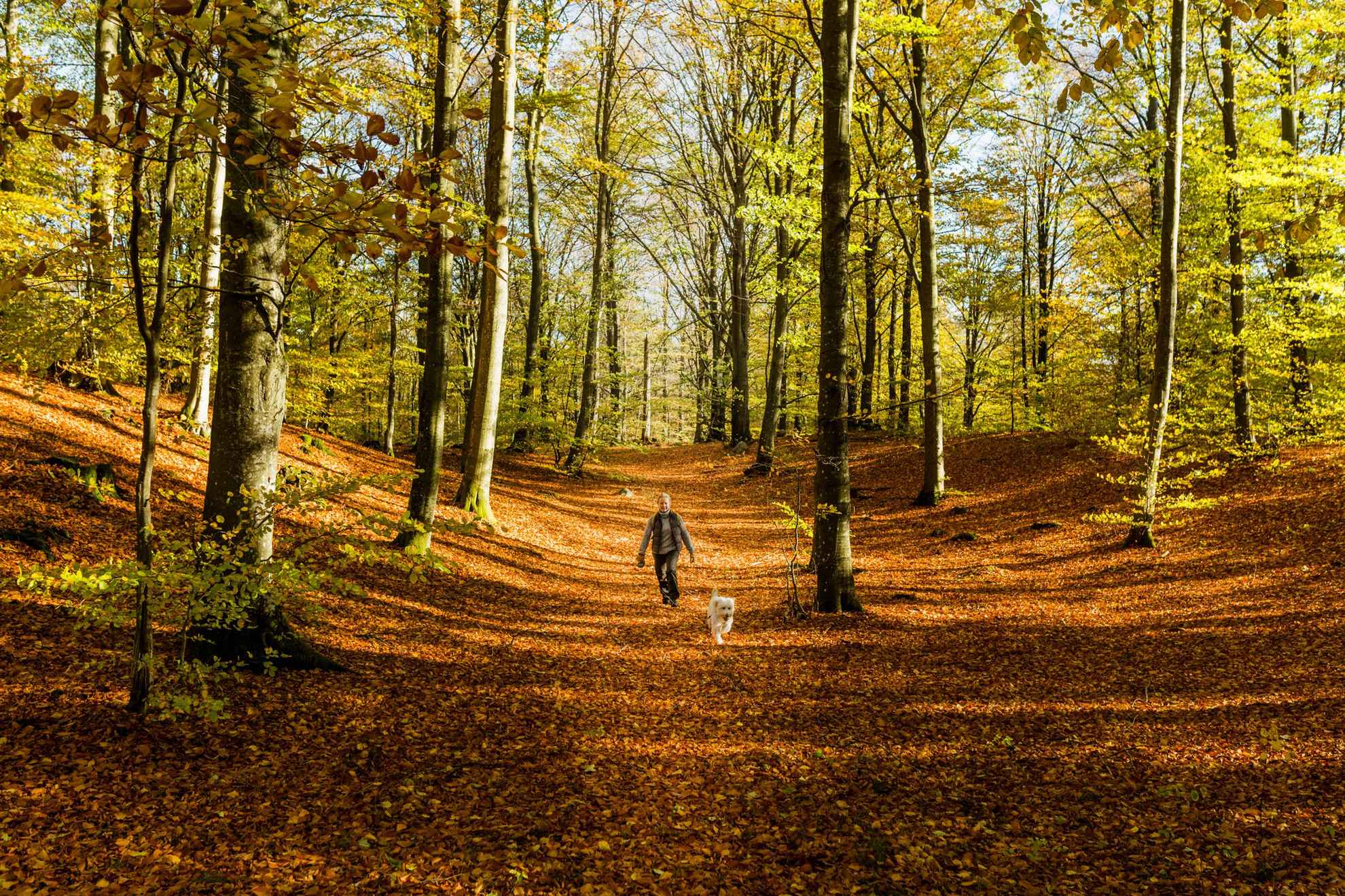 A woman with a dog are hiking on a trail in a forest at autumn. The sun is shining and the ground is covered with orange leaves.