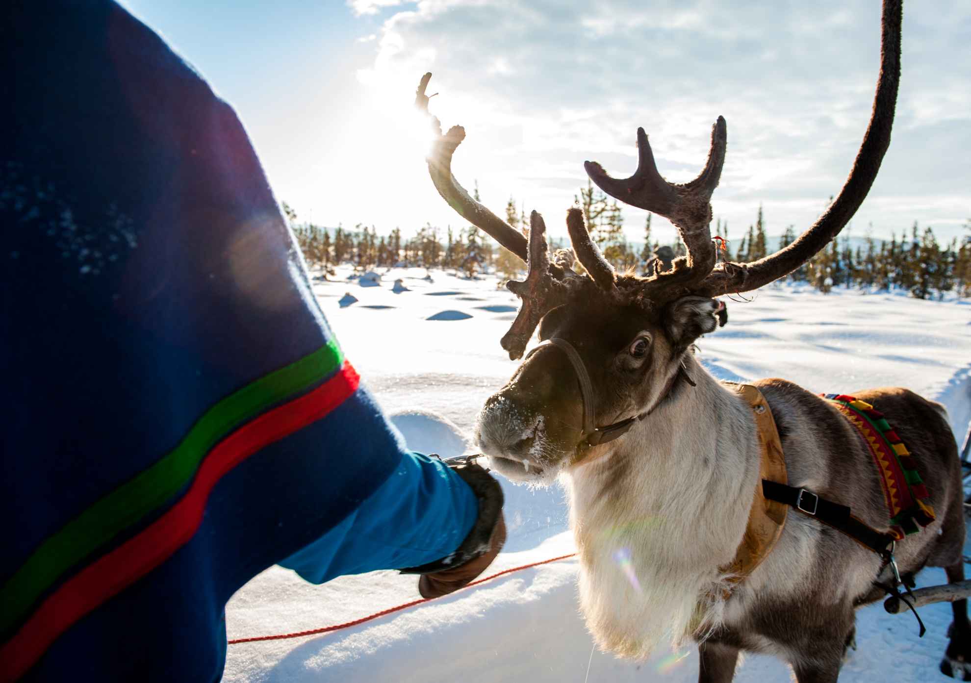 Sami with reindeer