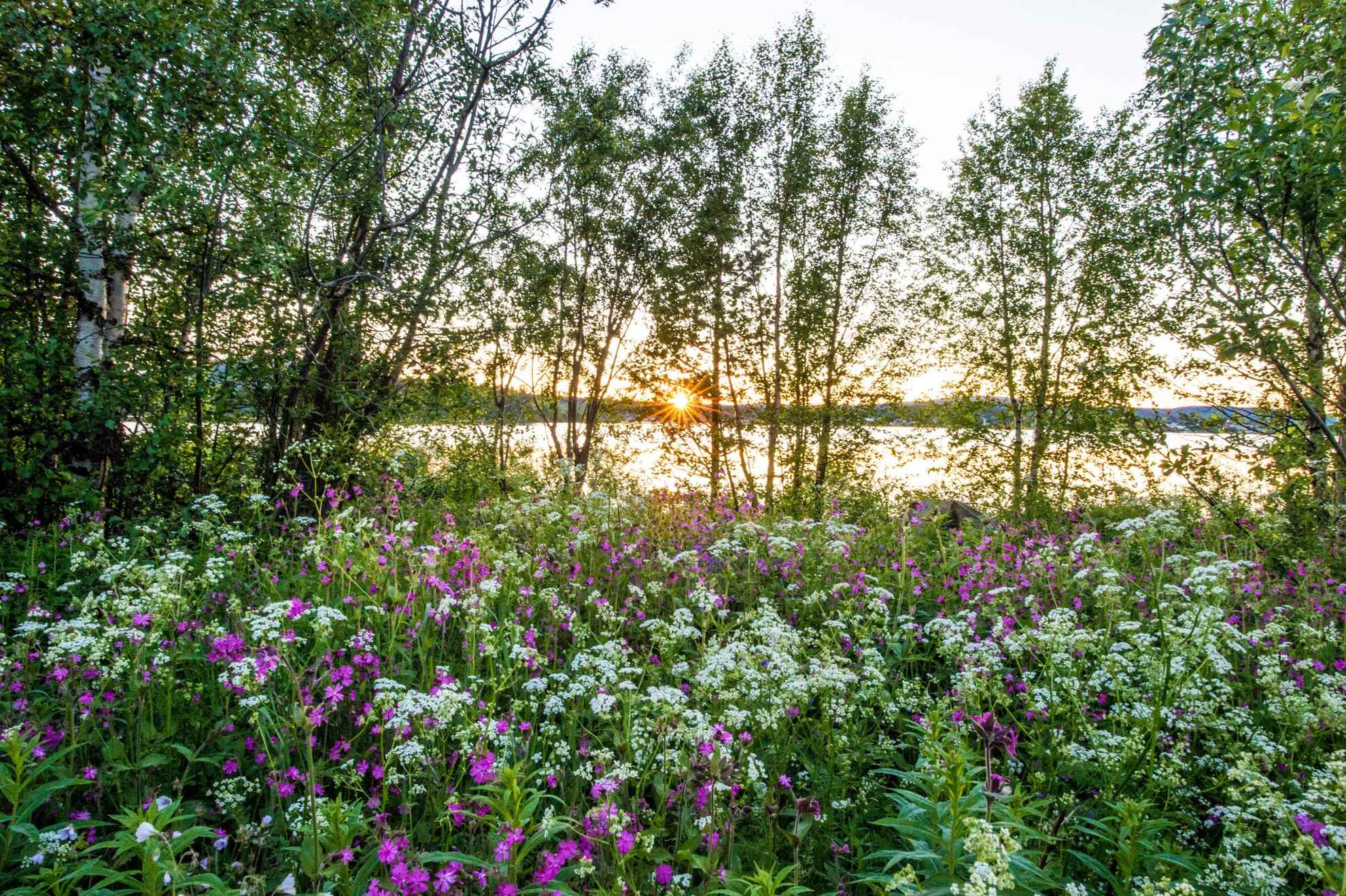 Nature view with wild flowers, trees and a lake in the backdrop.