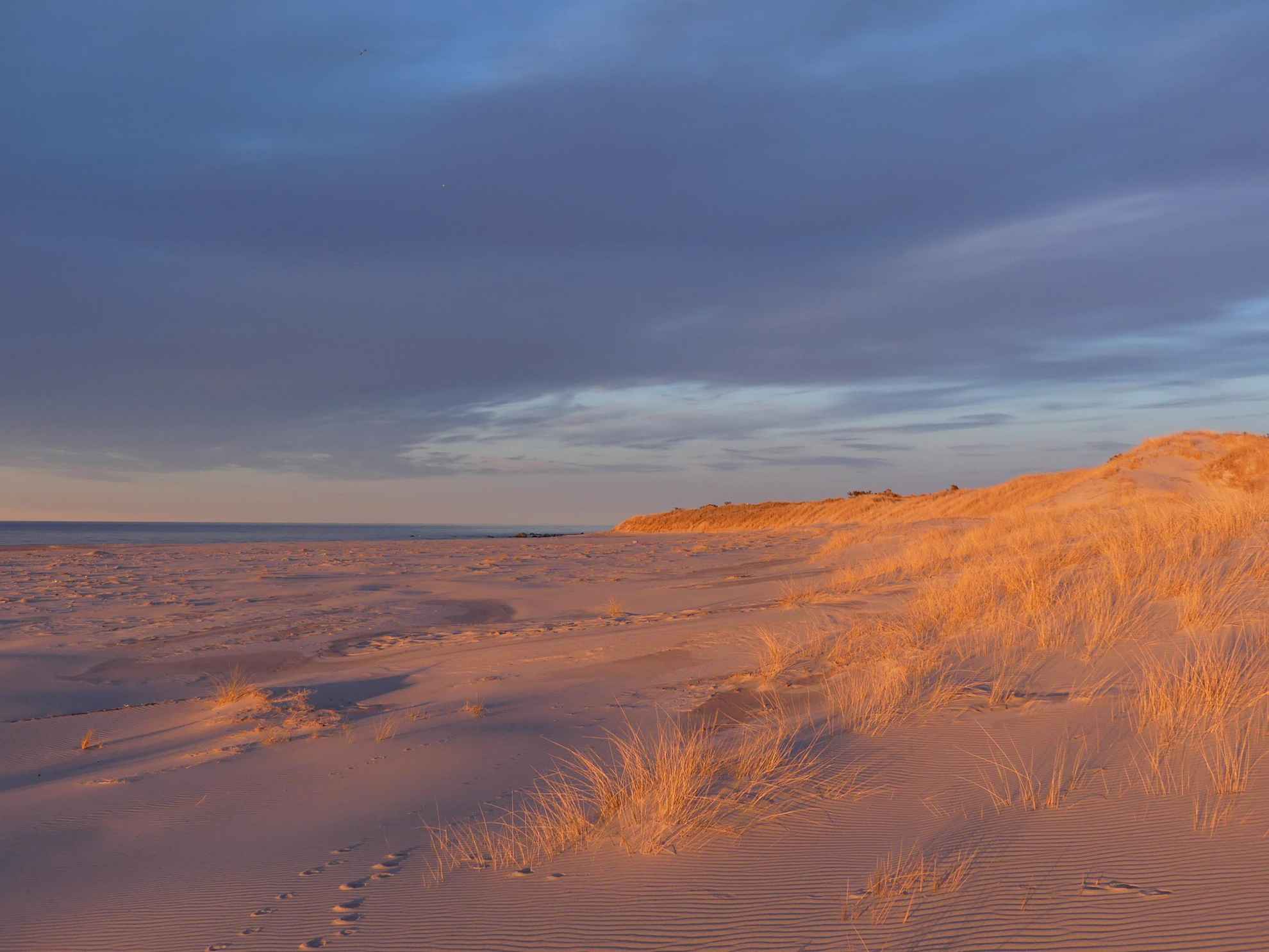 A beach with sandy dunes and golden grass on the edge. The sea can be seen at the far end.