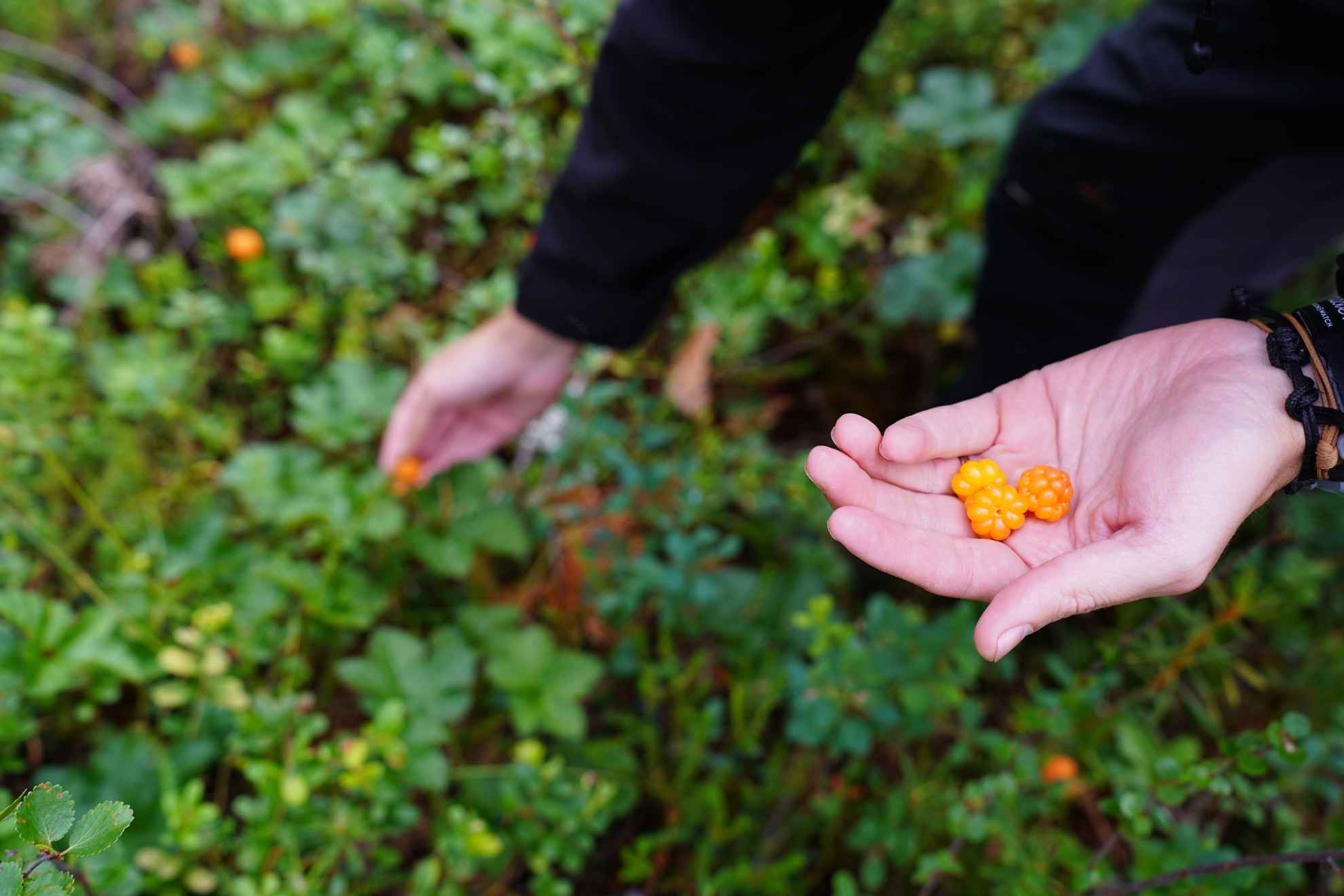Close-up of cloudberries in nature.