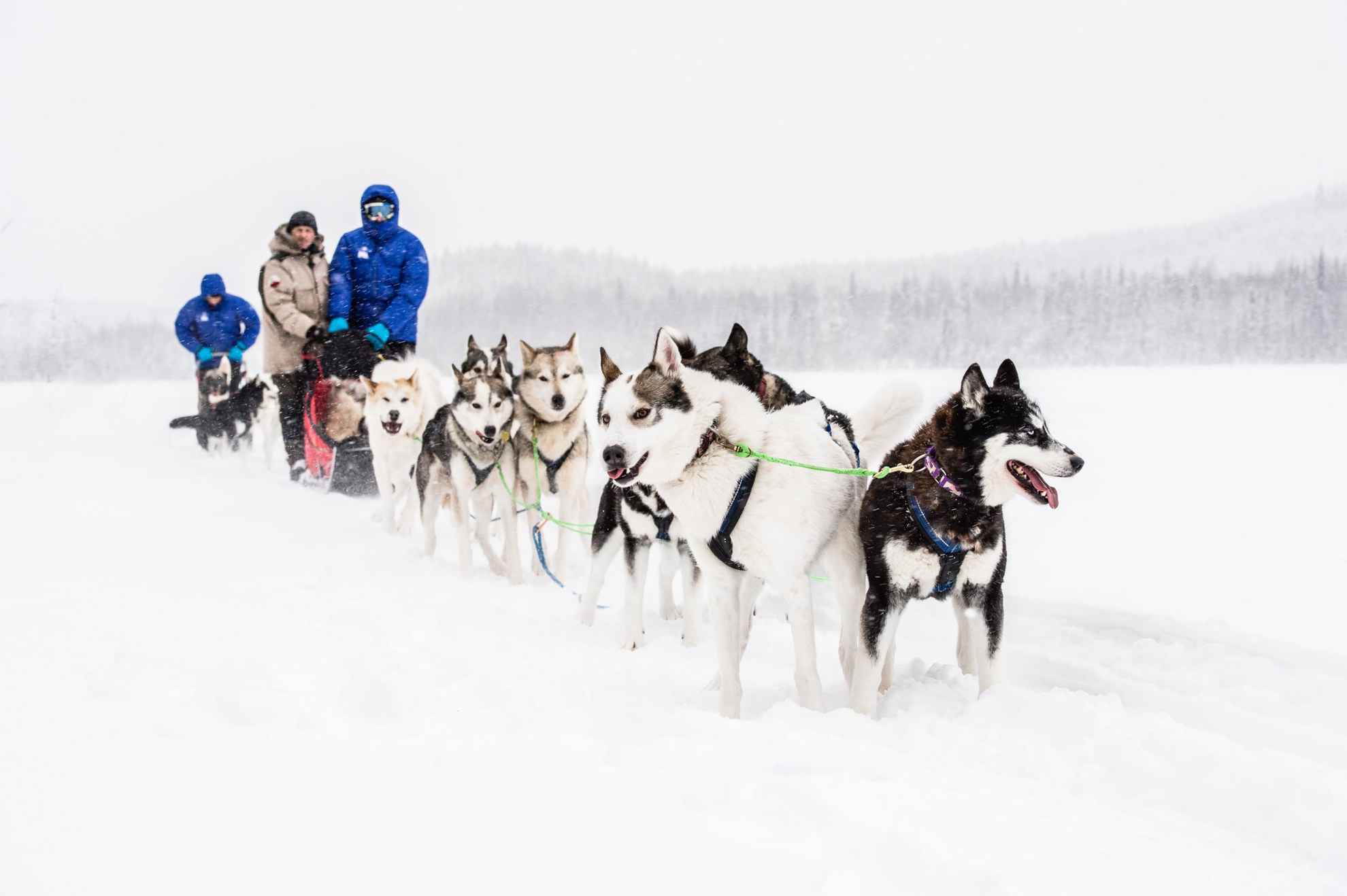 A dog sledge with several dogs and two persons on the sledge, in a snowy landscape.