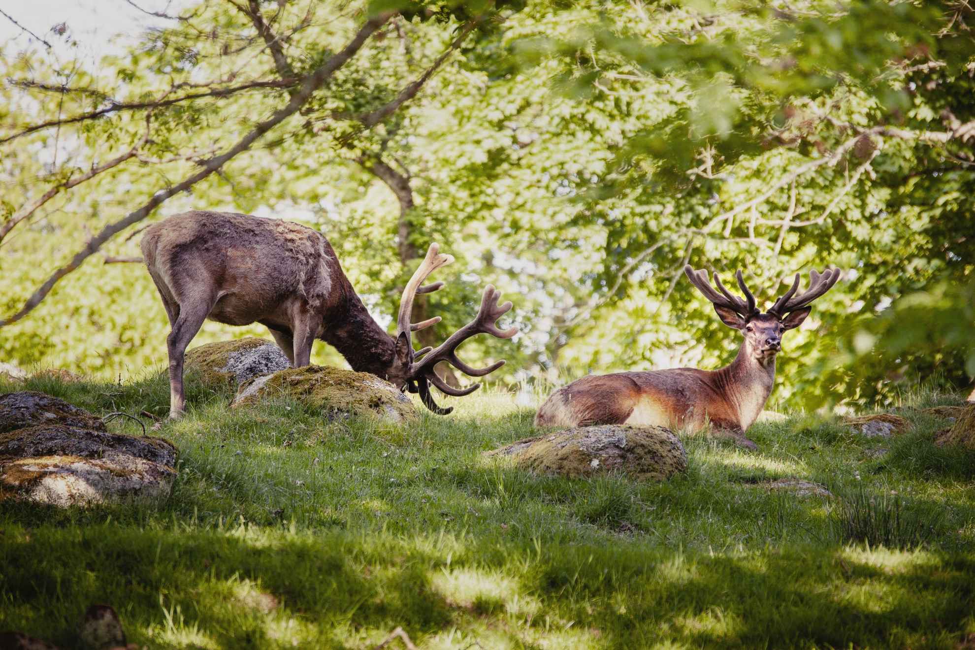 Deer at Eriksberg Hotel & Nature Reserve