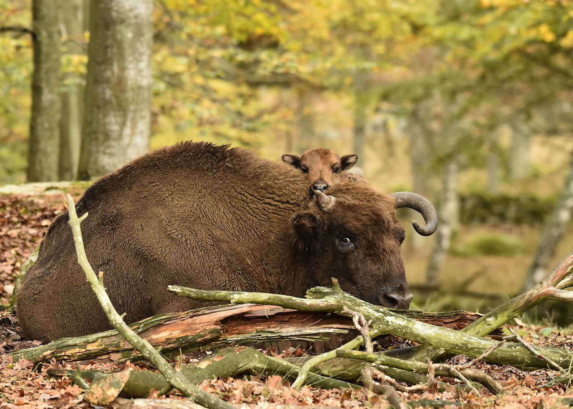 European bison at Eriksberg, Blekinge