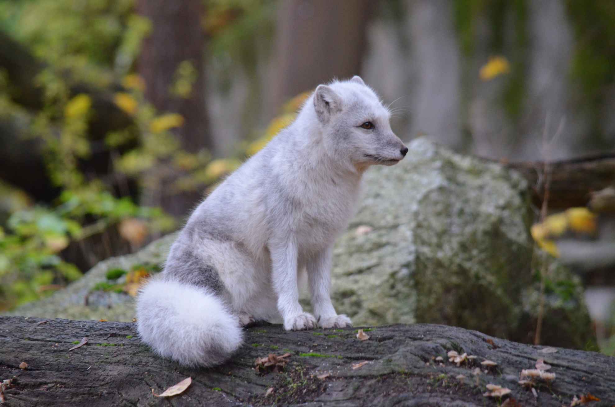 Arctic fox sitting on a log of wood with a grey stone in the background