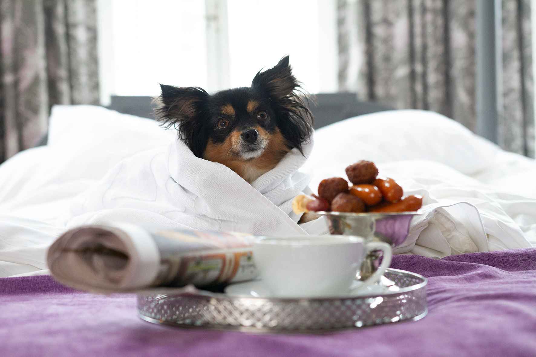 A small dog is wrapped comfortably in bed linen and sits on a hotel bed. In front of the dog are a bowl hos sausages and a tray with a coffee cup and a newspaper.