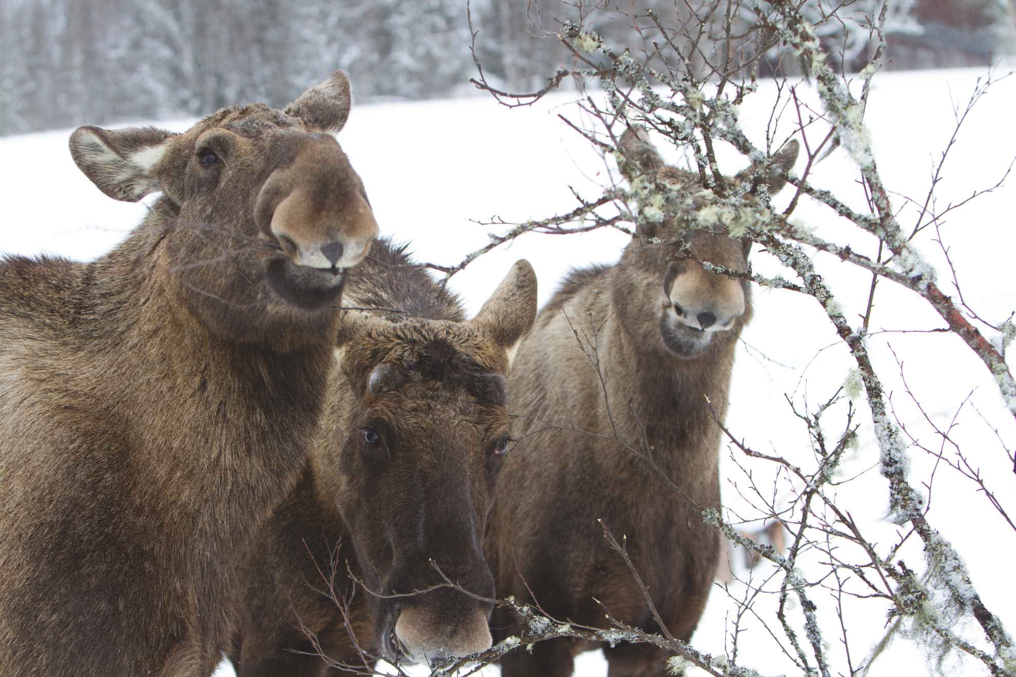 Moose 