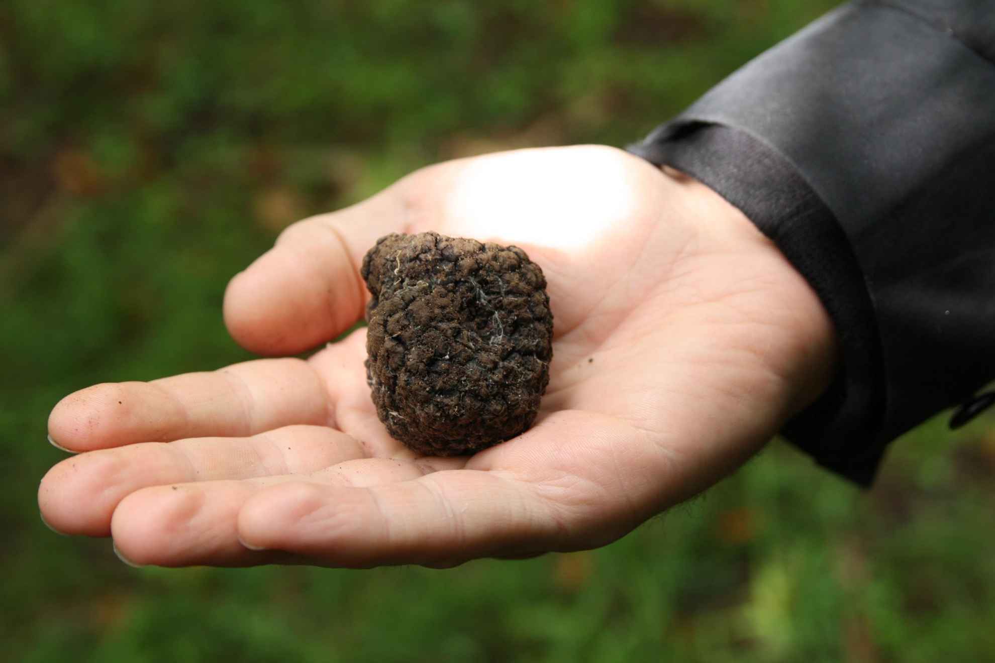 Someone is holding a black truffle in their hand.