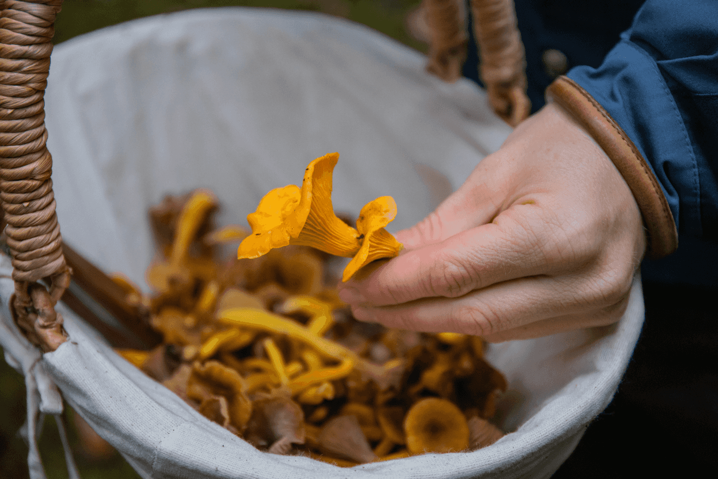 A hand holding a chanterelle in a basket