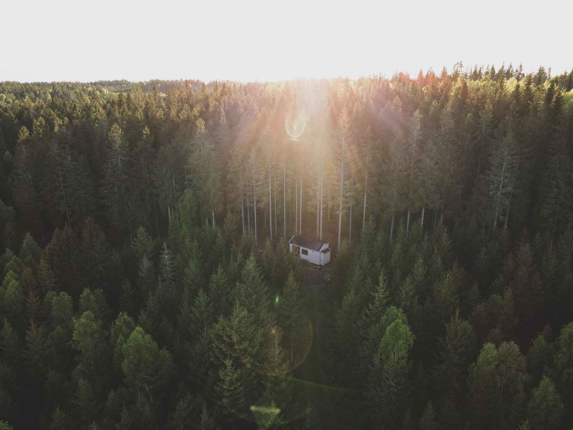 A cabin and the surrounding forest seen from above.