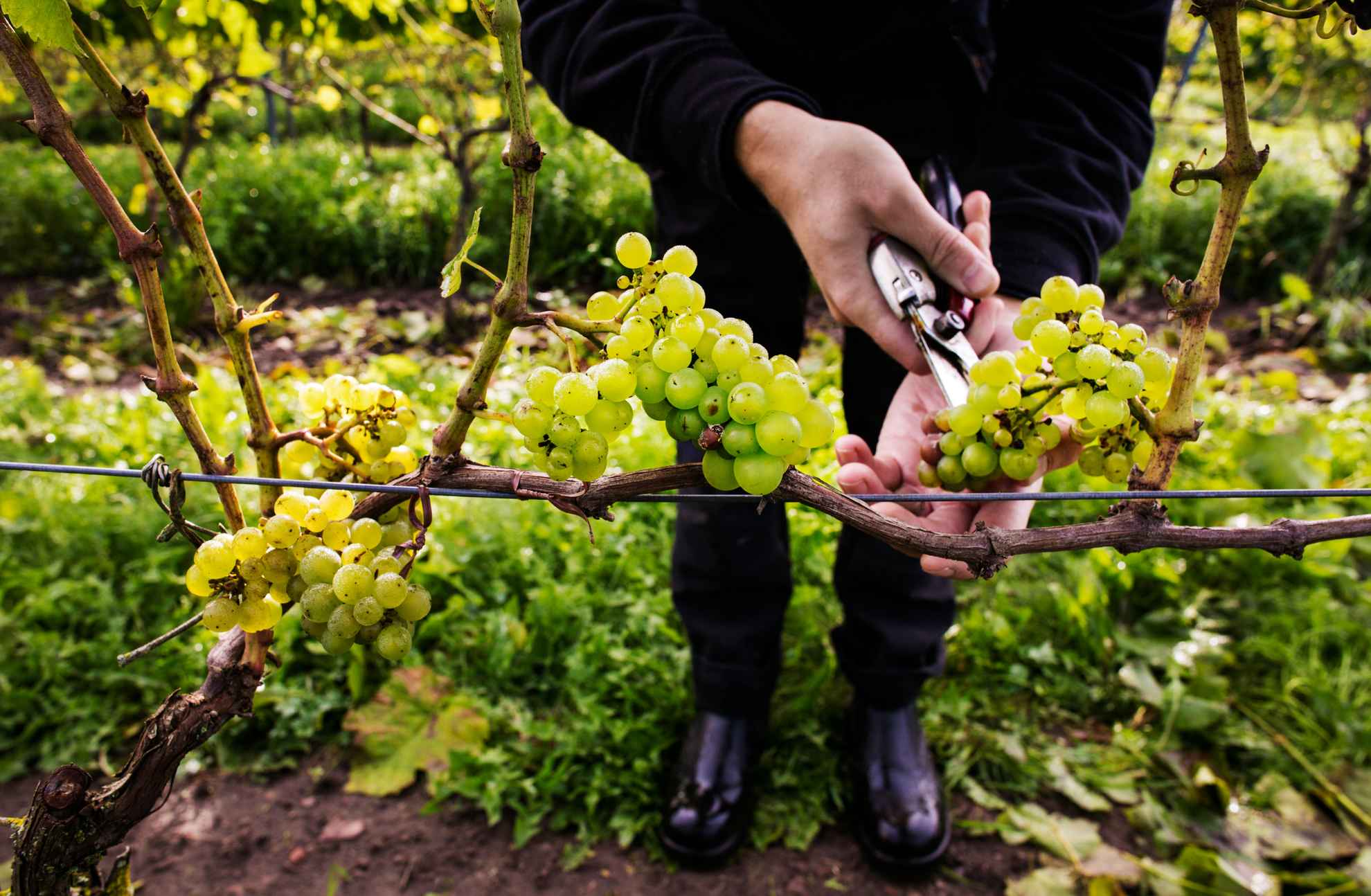 A person is cutting off grapes from a vine.