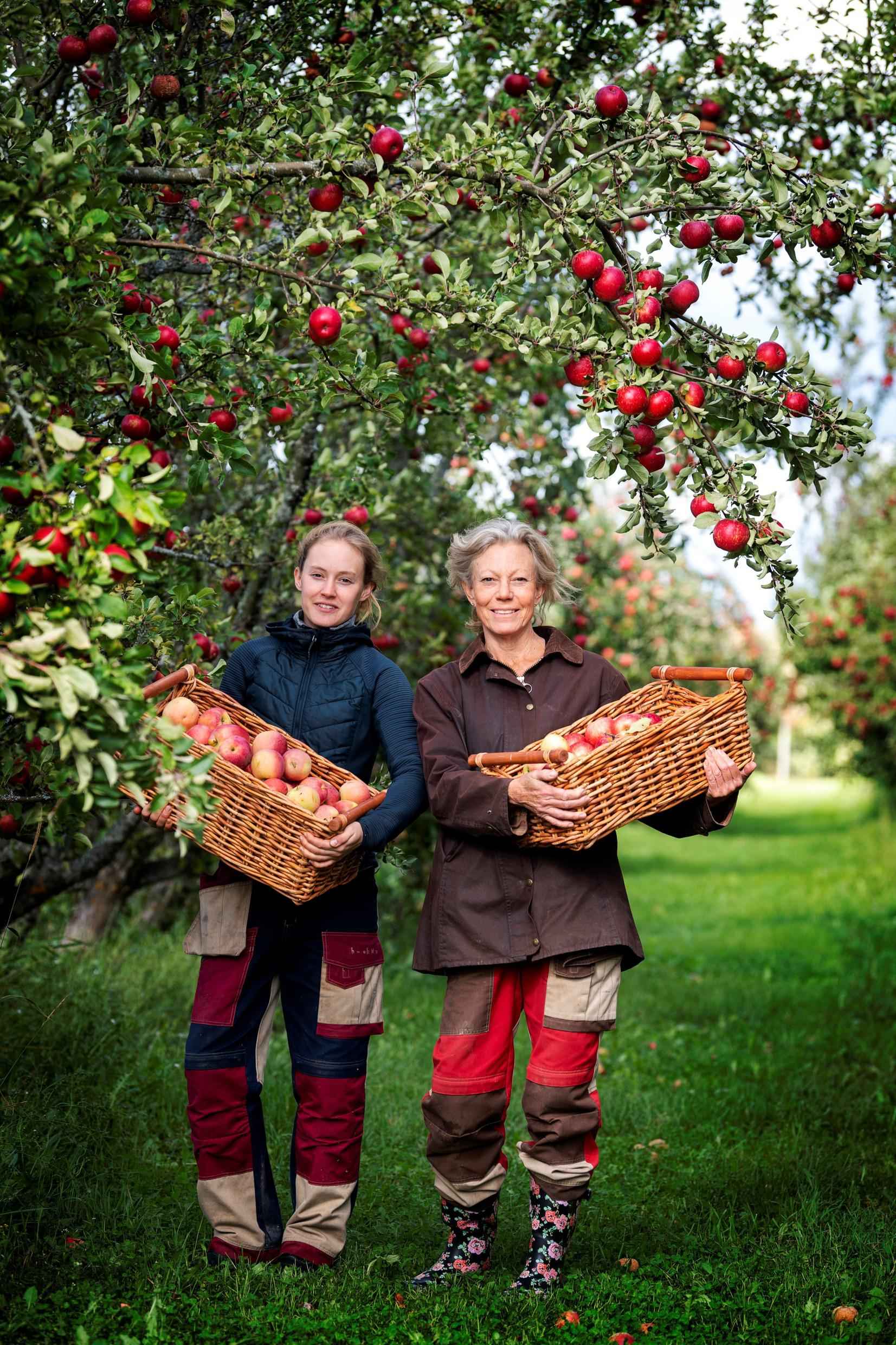 The mother and daughter of Köpings Musteri are holding baskets filled with red apples. They are standing outside in their apple orchards.