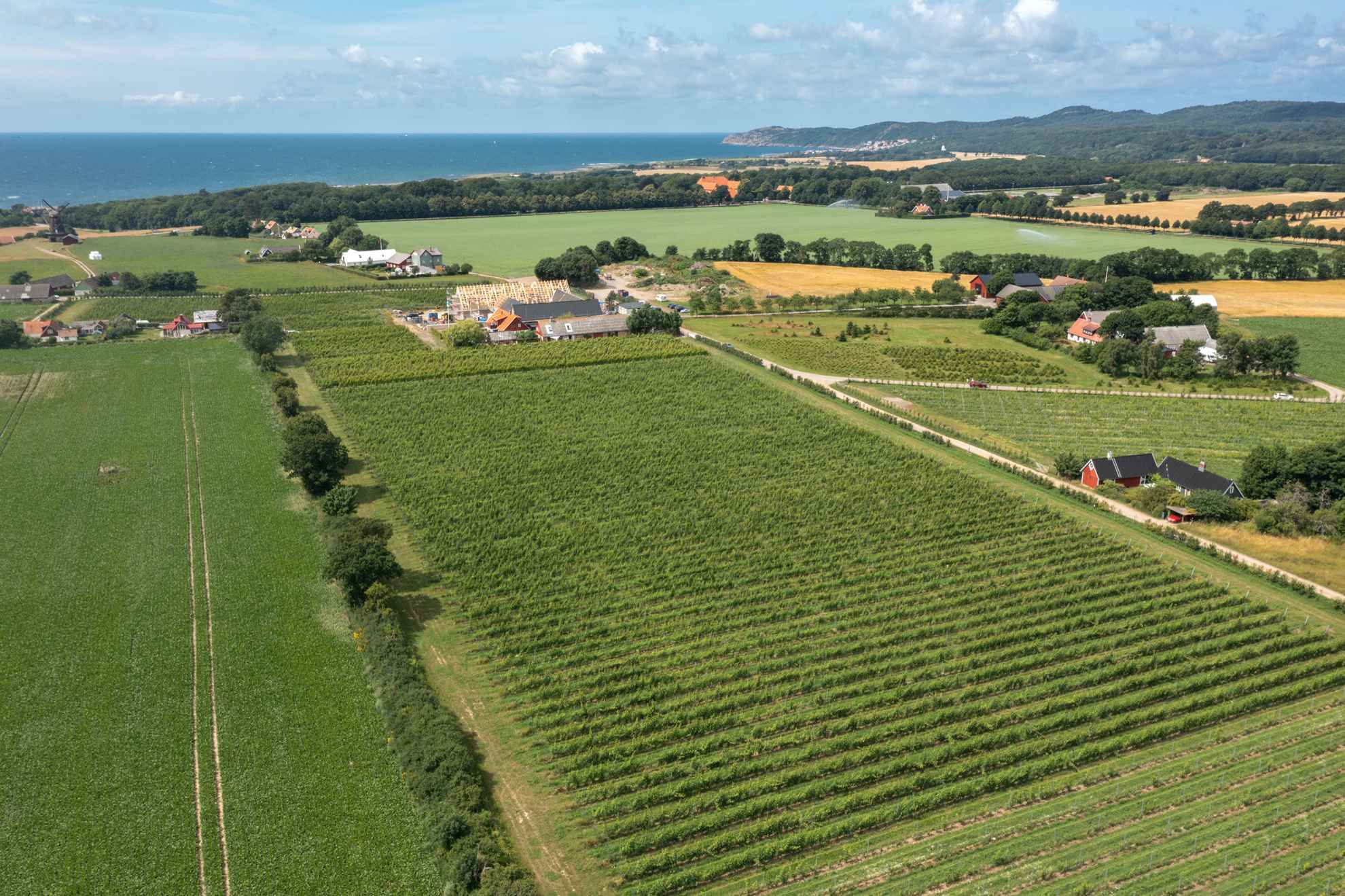 Aerial view of Kullabergs Vineyard on a sunny day with green grapevines.