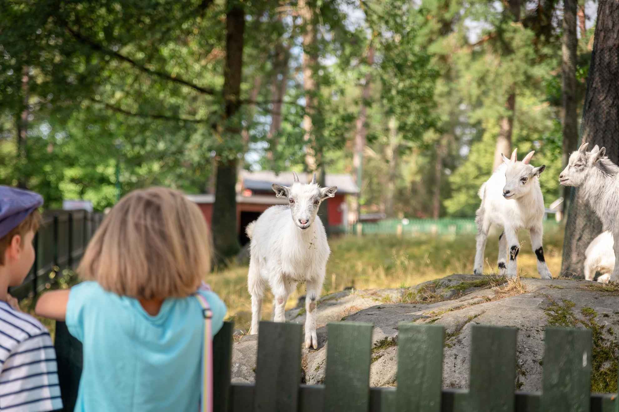 Goats at Mariebergsskogen, Karlstad City Park