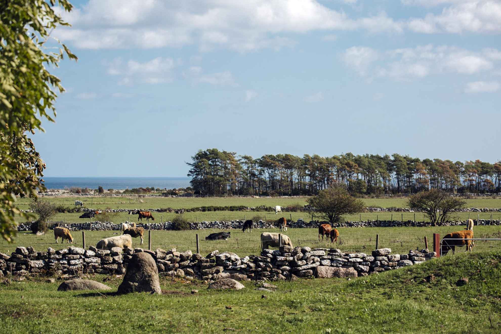 View of cow pastures with cows grazing on the island Öland. In the background you see the sea.