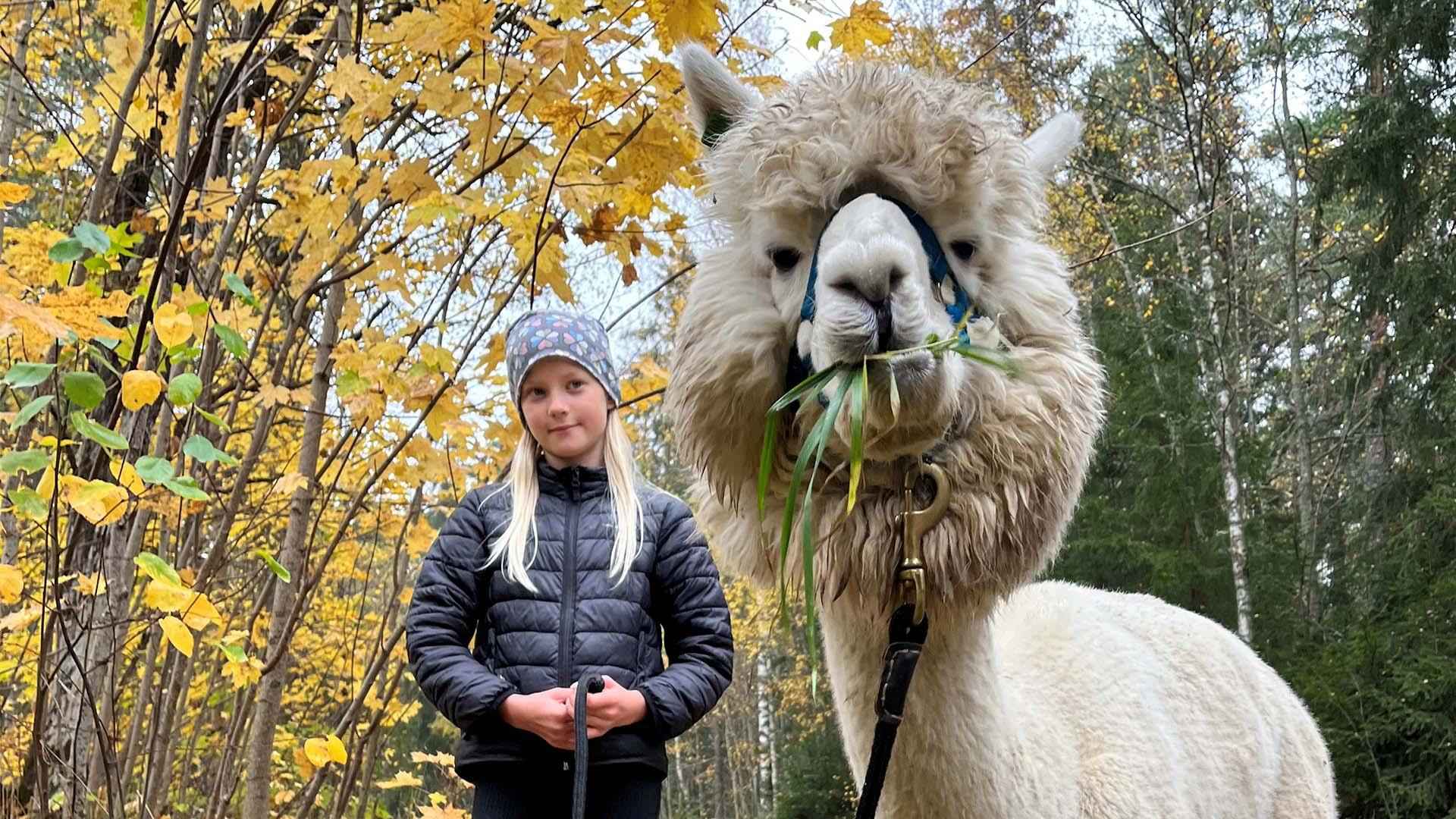 A child holds a leash to an alpaca. The alpaca eats grass.