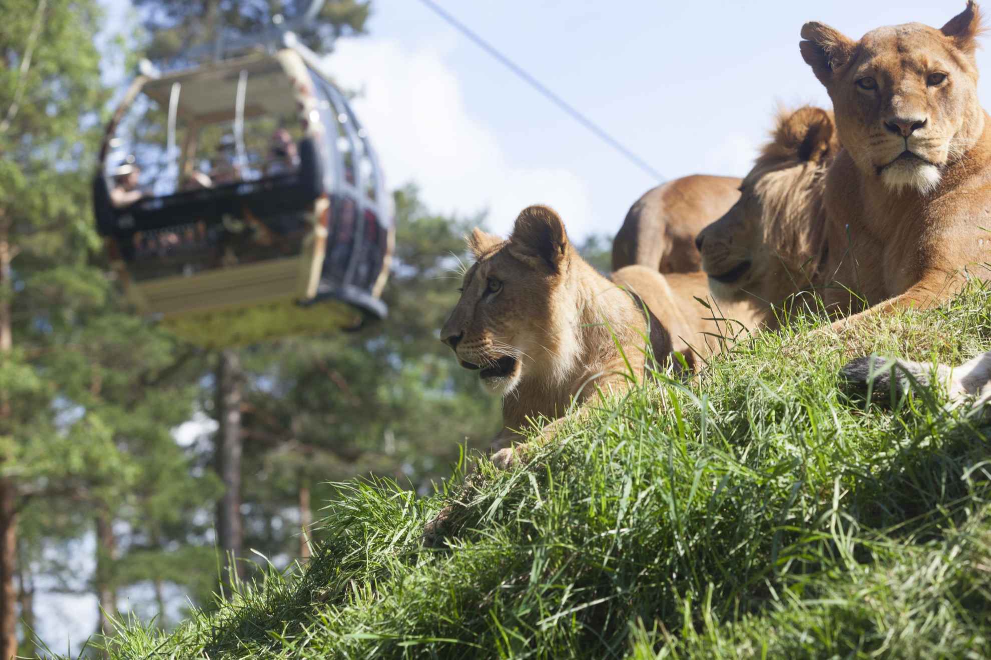 Three lions resting in the grass while a cable car passes by.