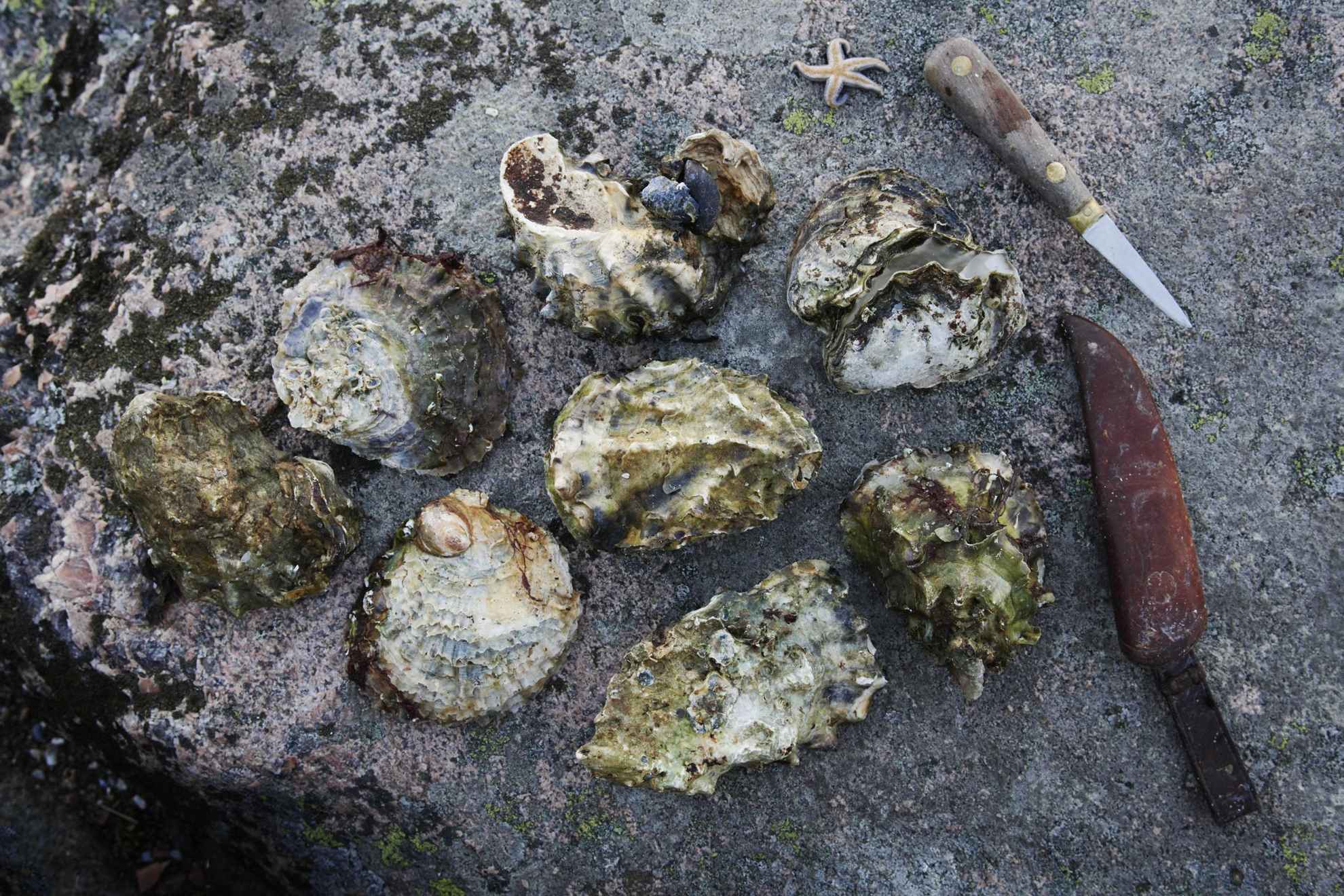Several oysters, a knife and a small starfish on a rock.