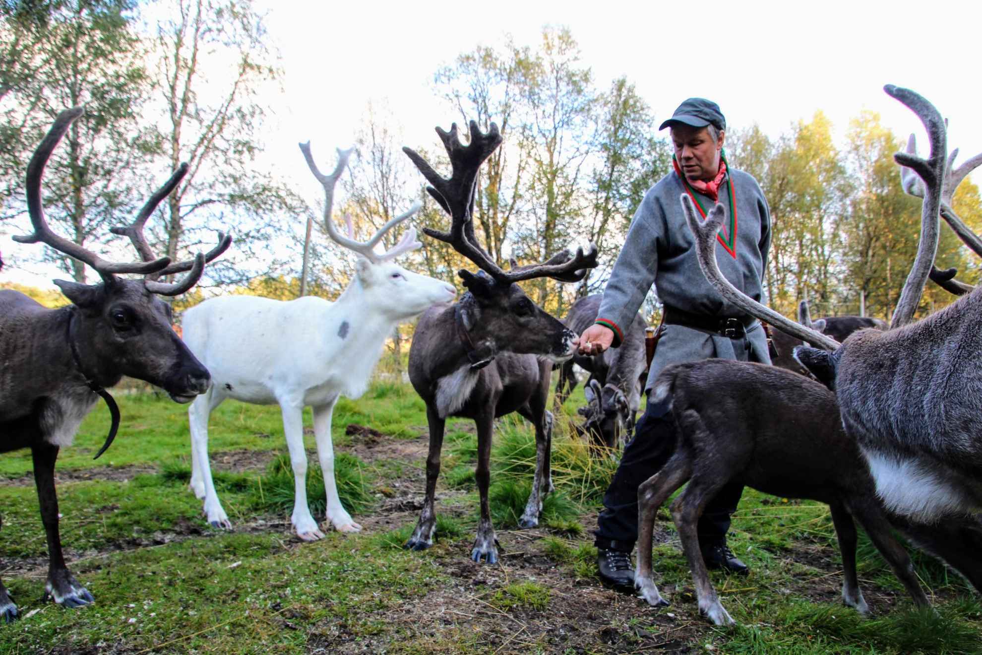 Sami culture and reindeer experiences