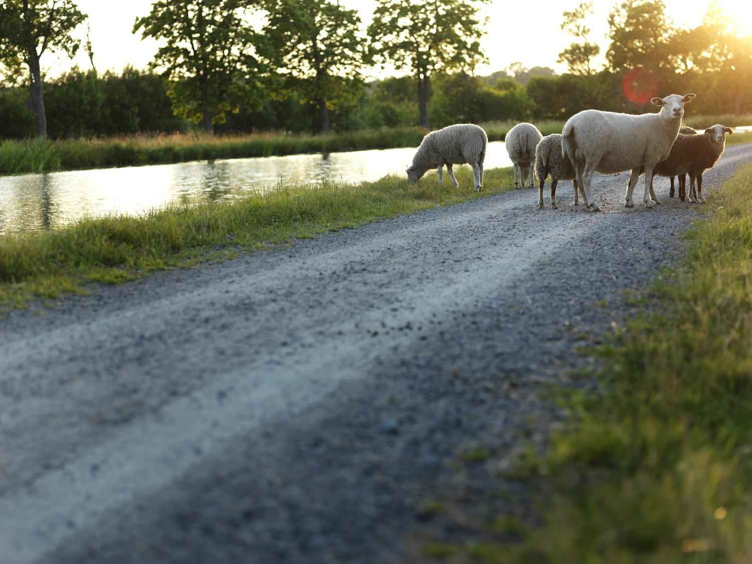 A couple of sheep are standing on a gravel road next to Göta Canal during a summer evening.