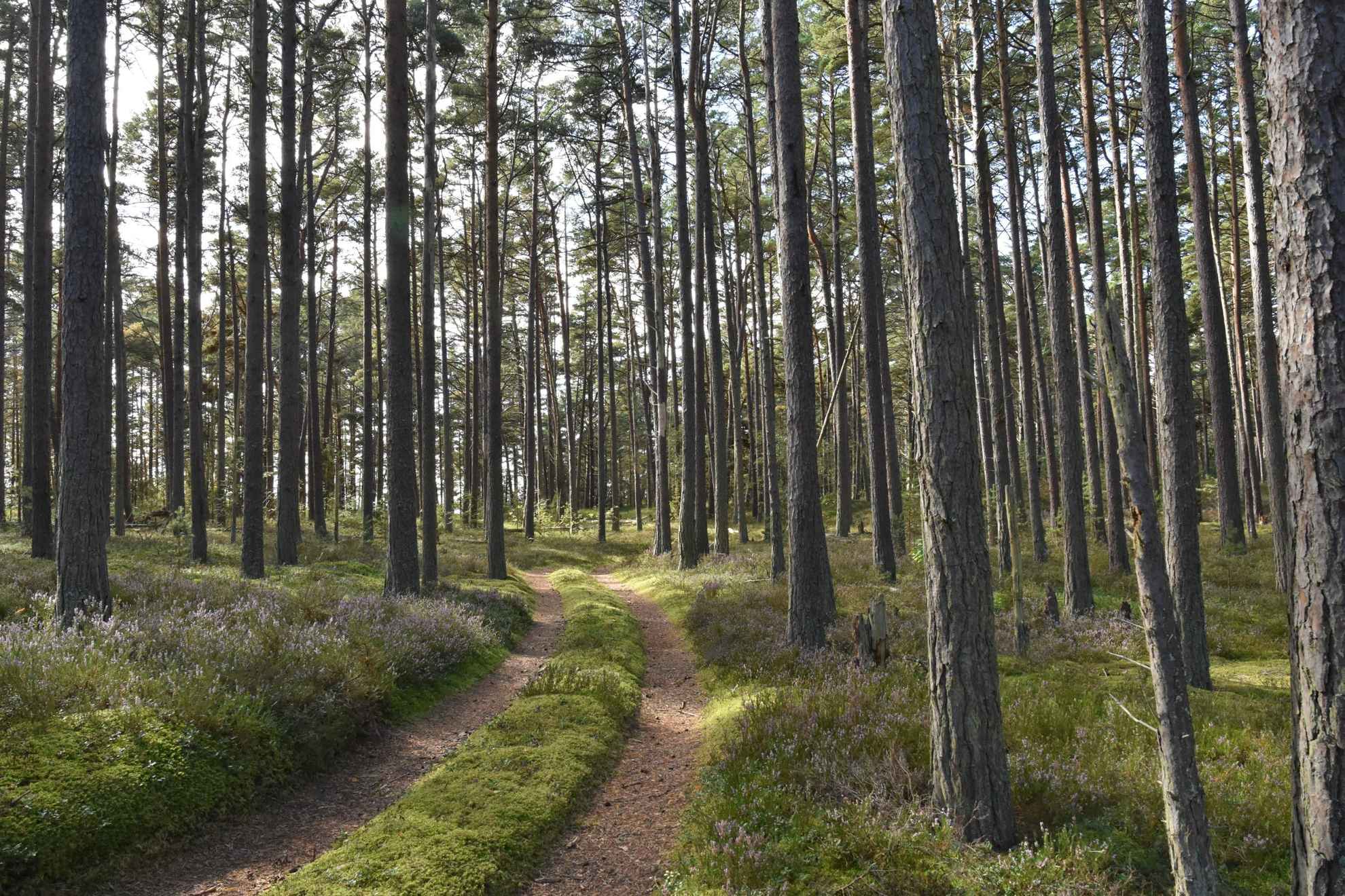 Pine forest, Gotska Sandöns Nationalpark