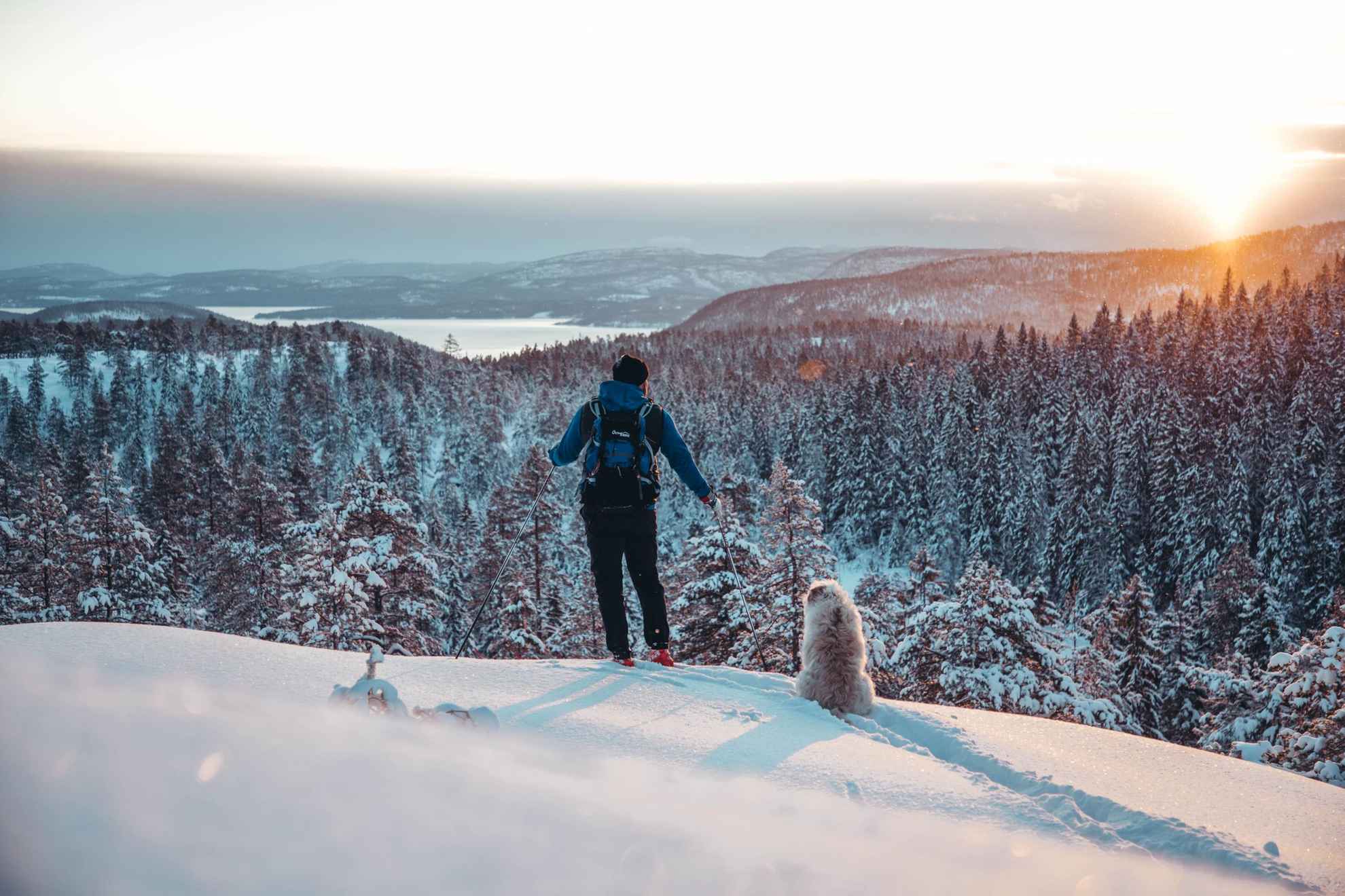 A person on skis with a dog on a mountain, looking out over forest and hills at the high coast.