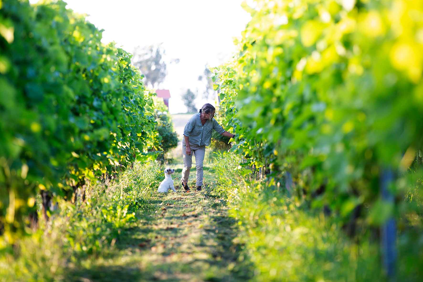Woman and small white dog looking at grapes on the grapevines at Särtshöga Vineyard.