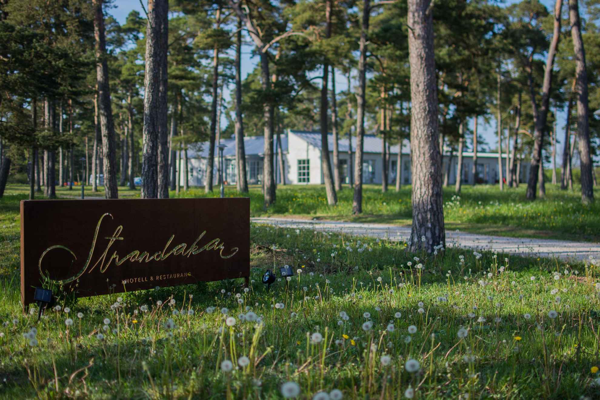 A sign that says Standakar hotel & restaurant is seen among bloomed dandelions and pine trees. A white building in the background behind the trees.
