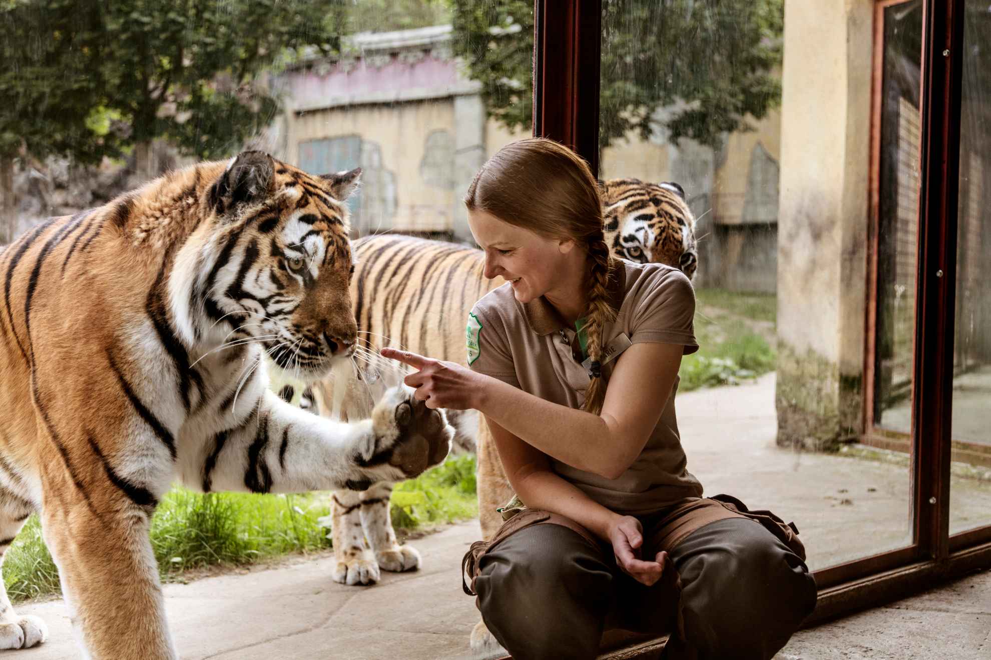 Woman sitting outside the tiger enclosure while a tiger puts its paw up on the glass window