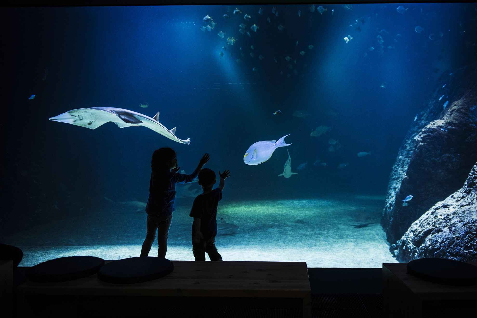 Two children standing in front of a huge aquarium.