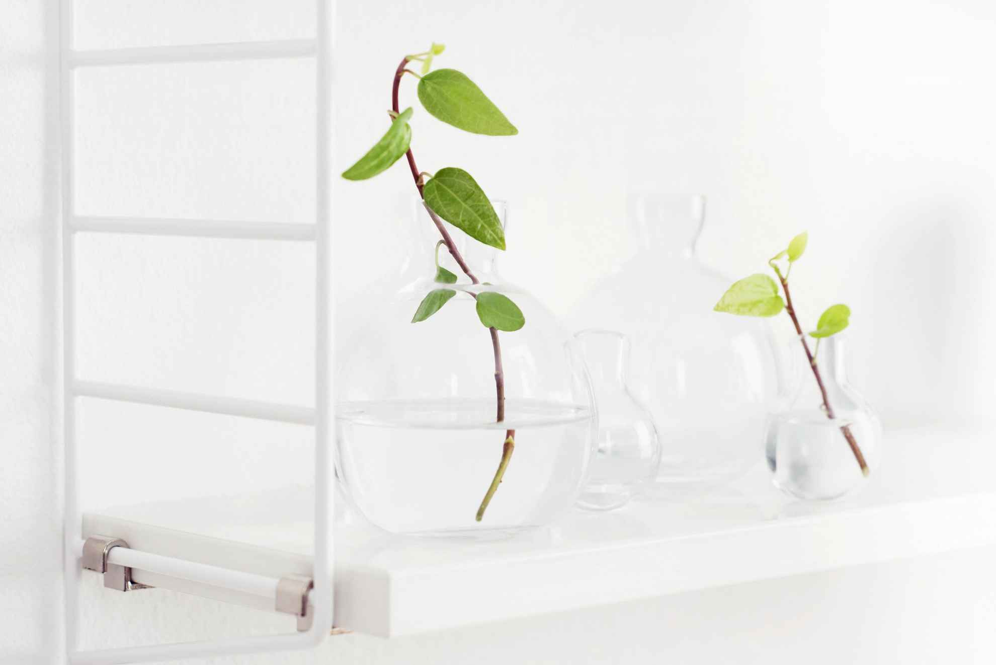 Two clear glass vases with greenery on the shelf of a String shelf, a famous design from Svenskt Tenn.