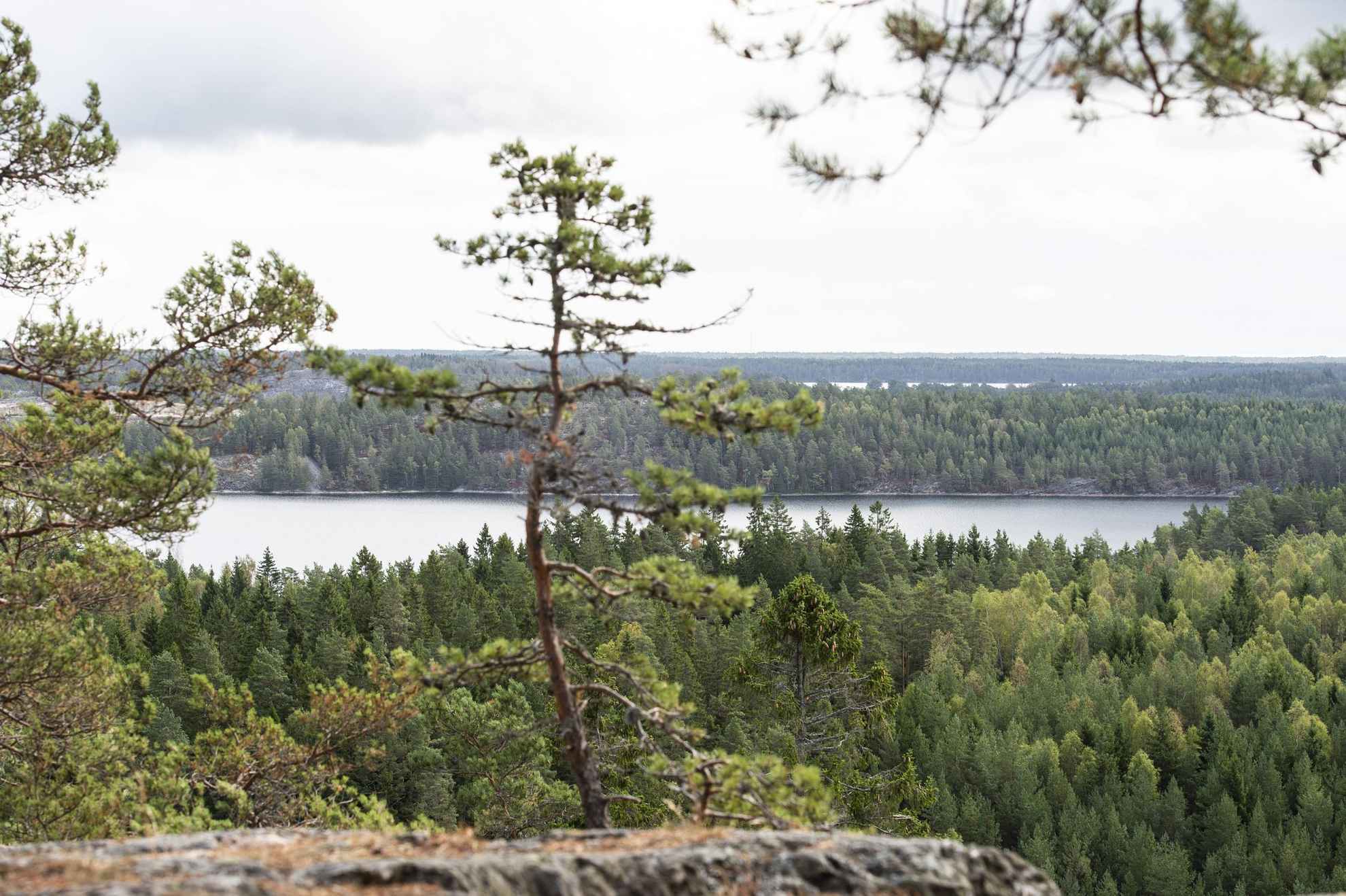 Forest in West Sweden