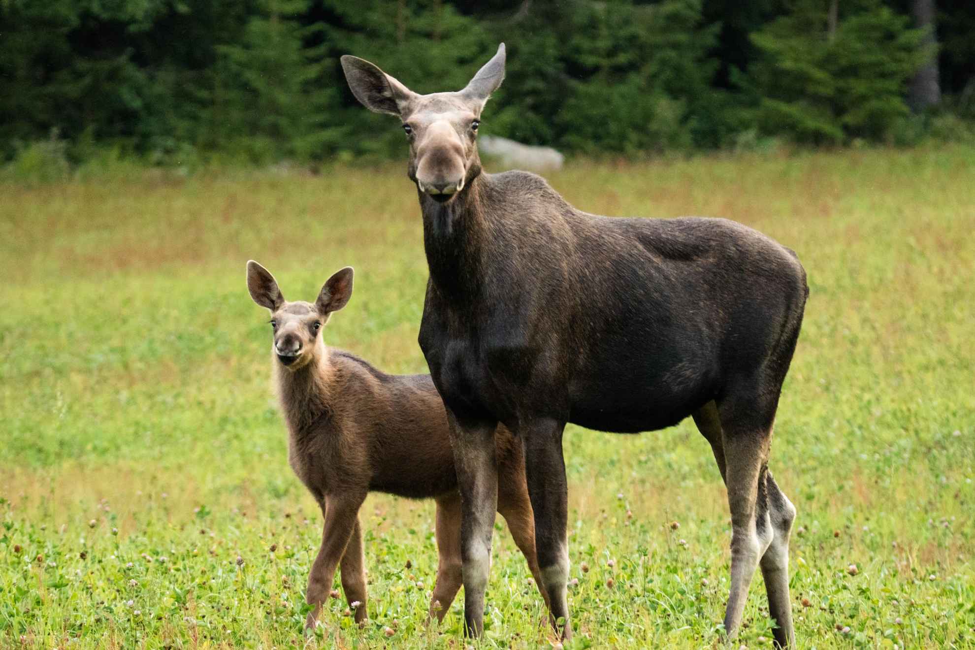 An moose cow and a moose calf are walking on a meadow.