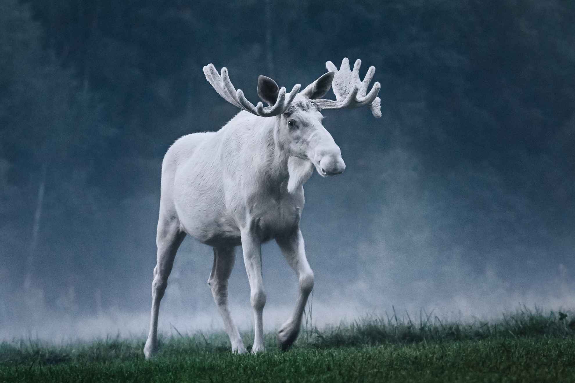 White moose