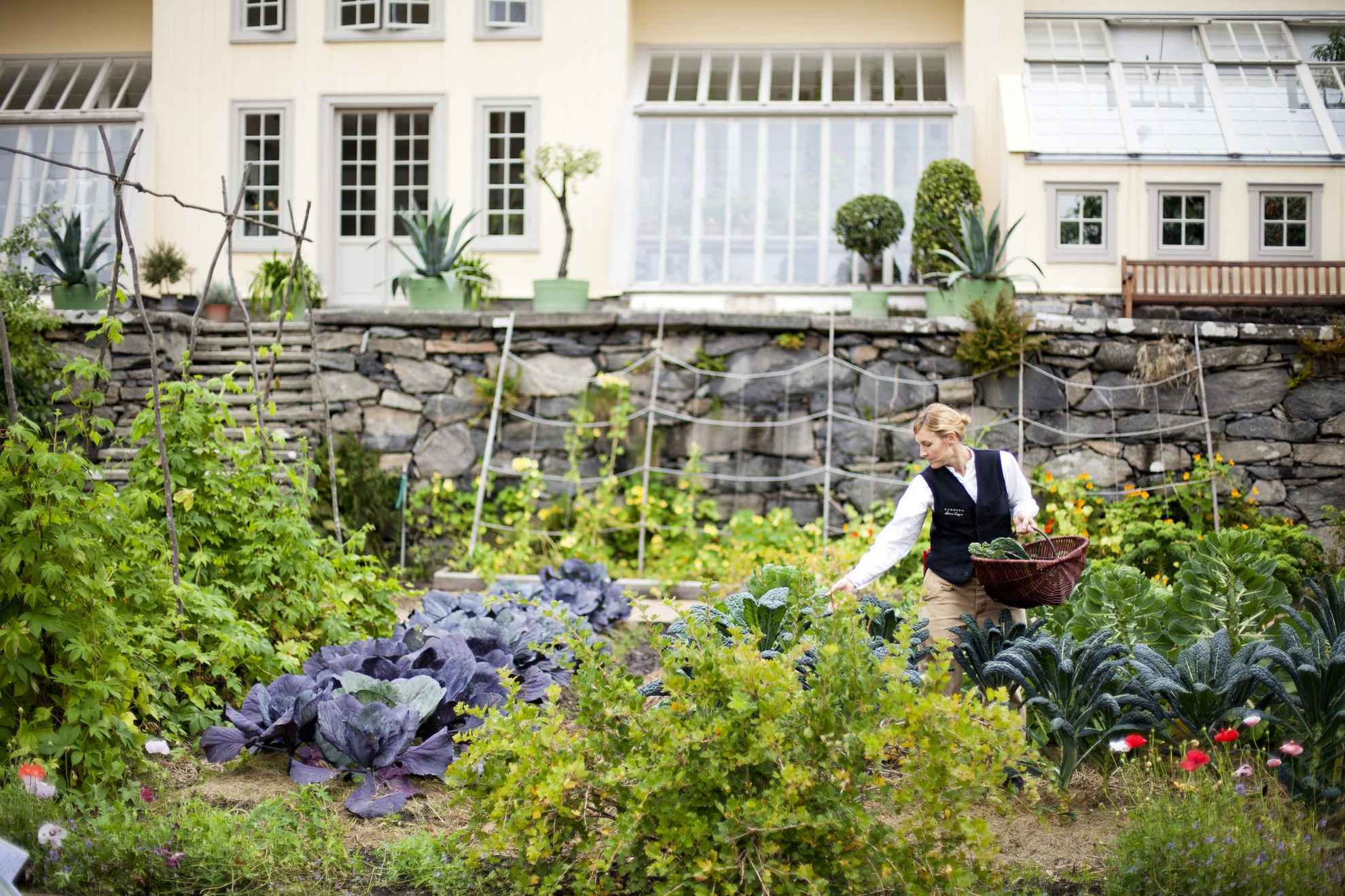 A woman picking vegetables in the garden at Gunnebo House & Gardens. A large house in the background.