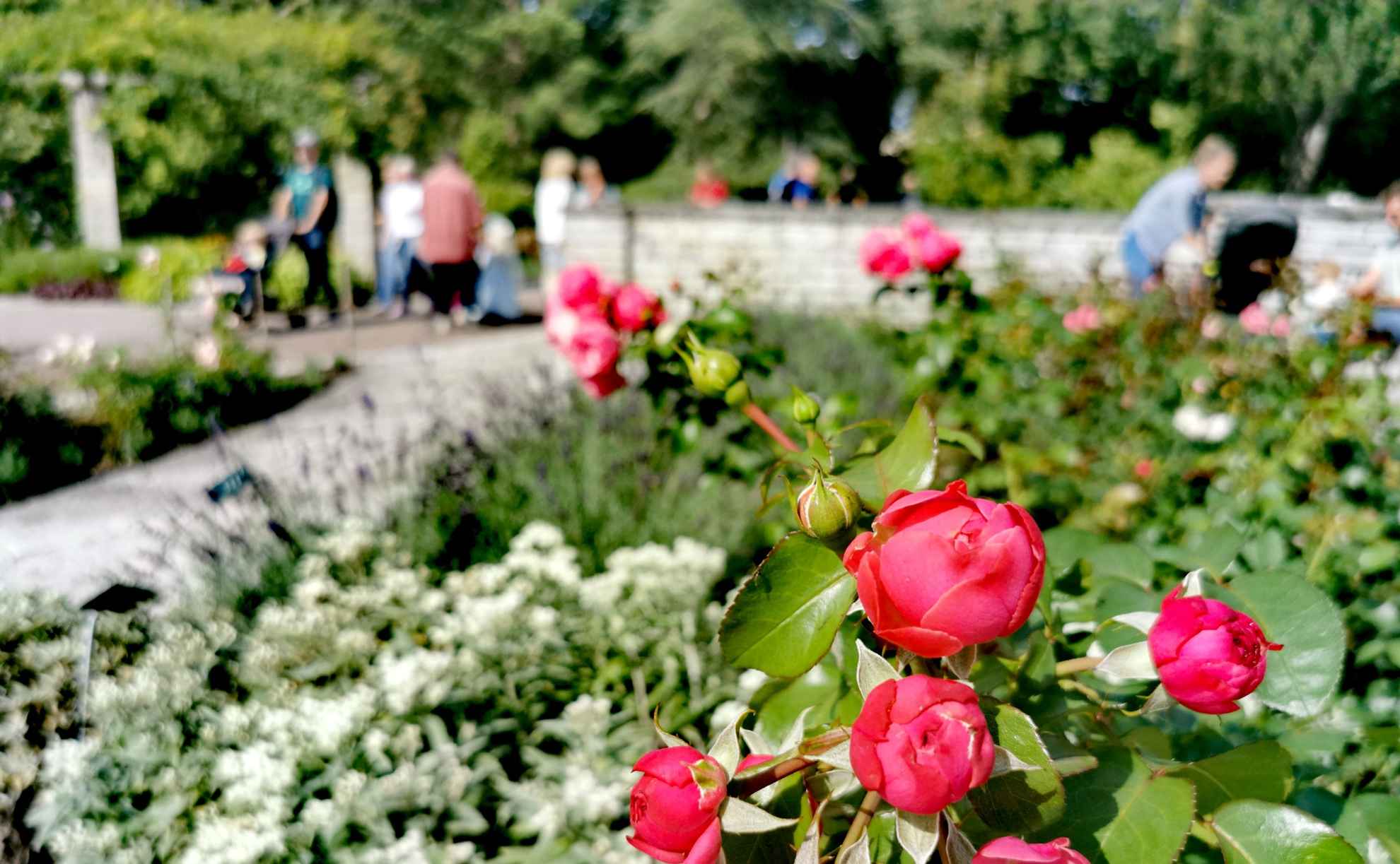 A rose bed at a botanical garden. In the background along a walking path there are greenery and some people are seen blurry.