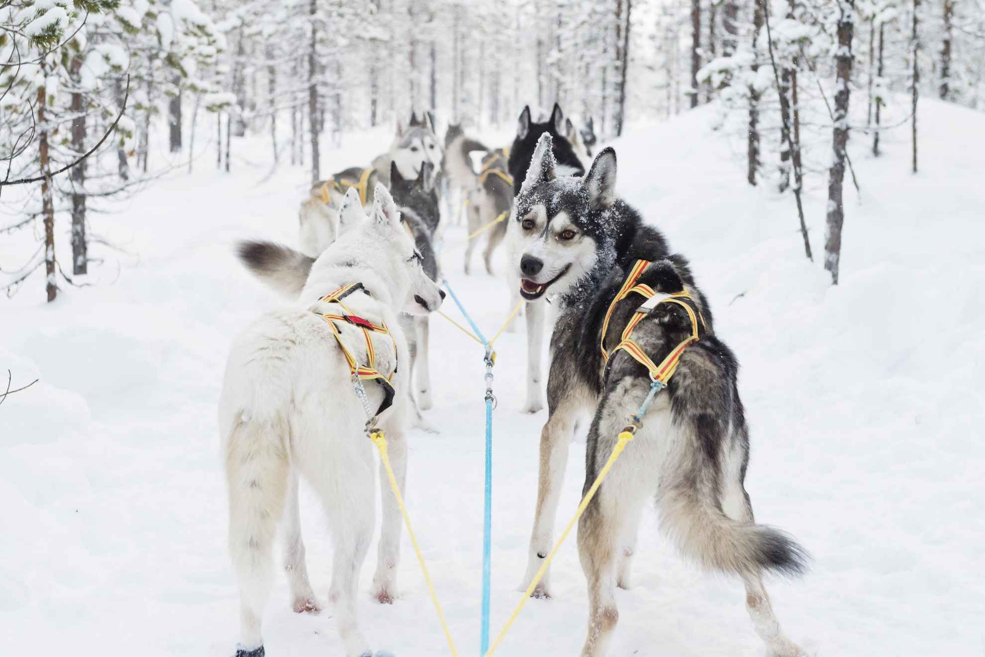 Sleddogs in the forest