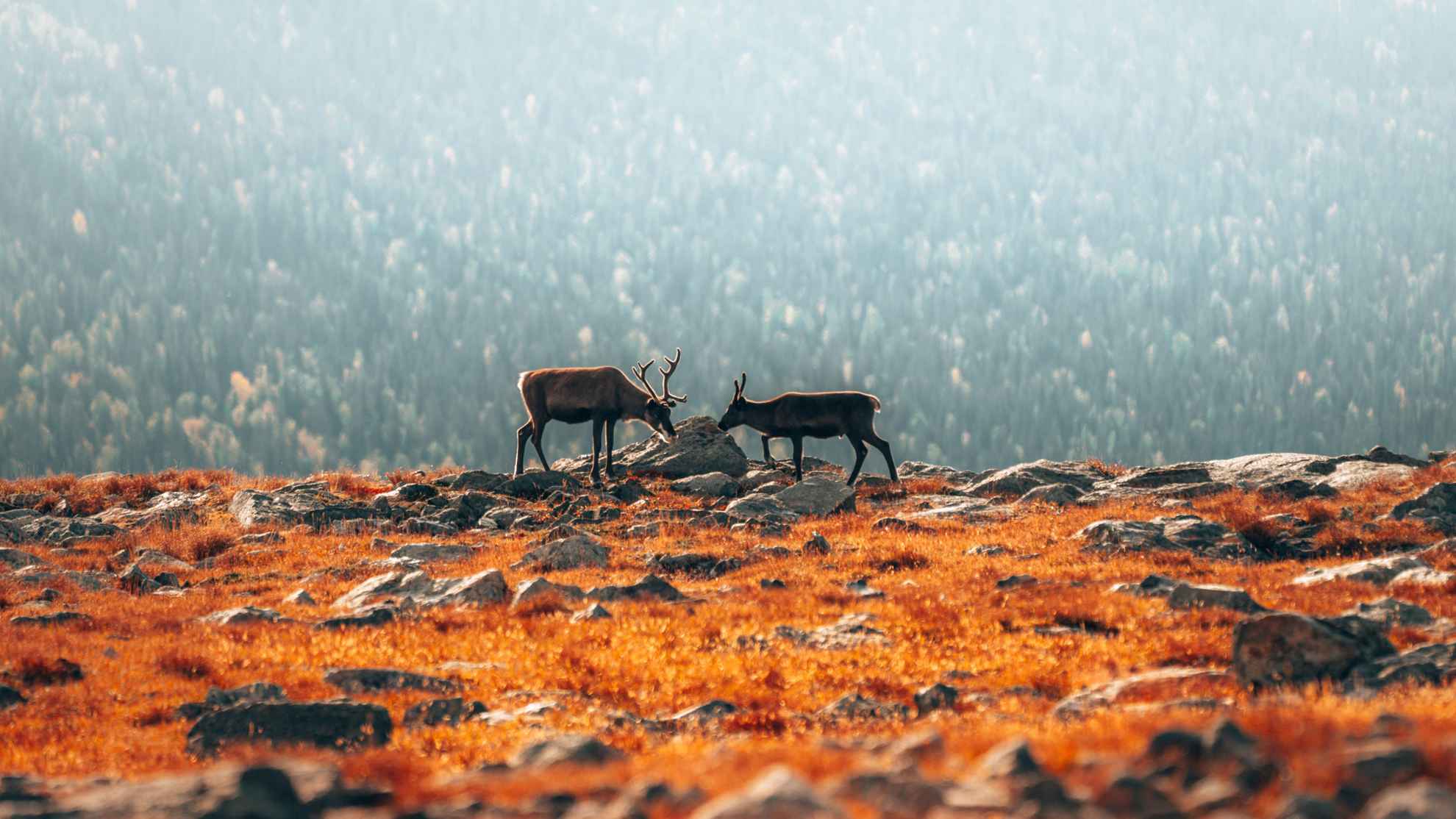 Two reindeer stand in nature.