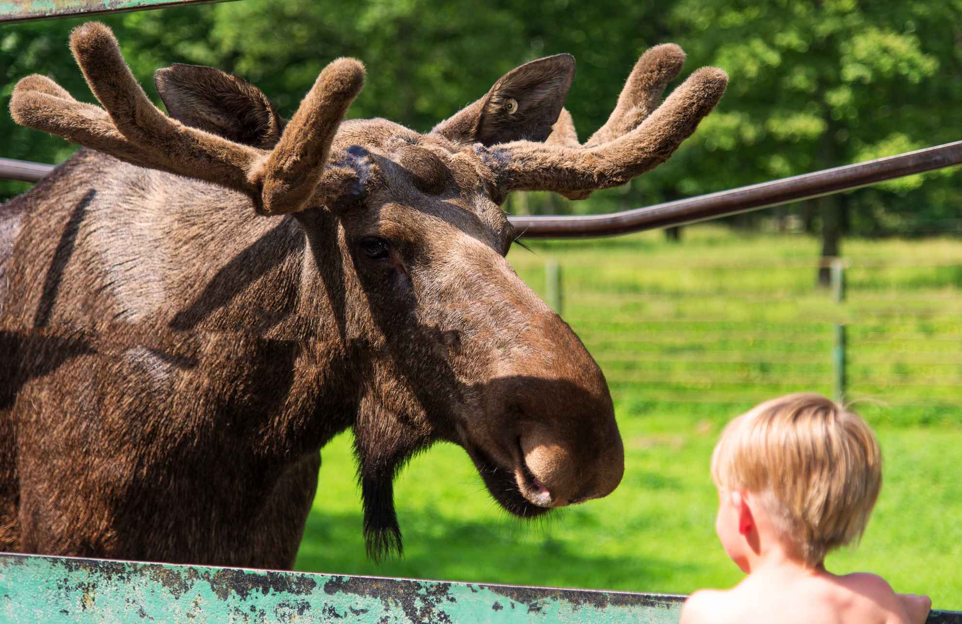 Young boy encountering a Swedish moose in summer at Skånes Djurpark