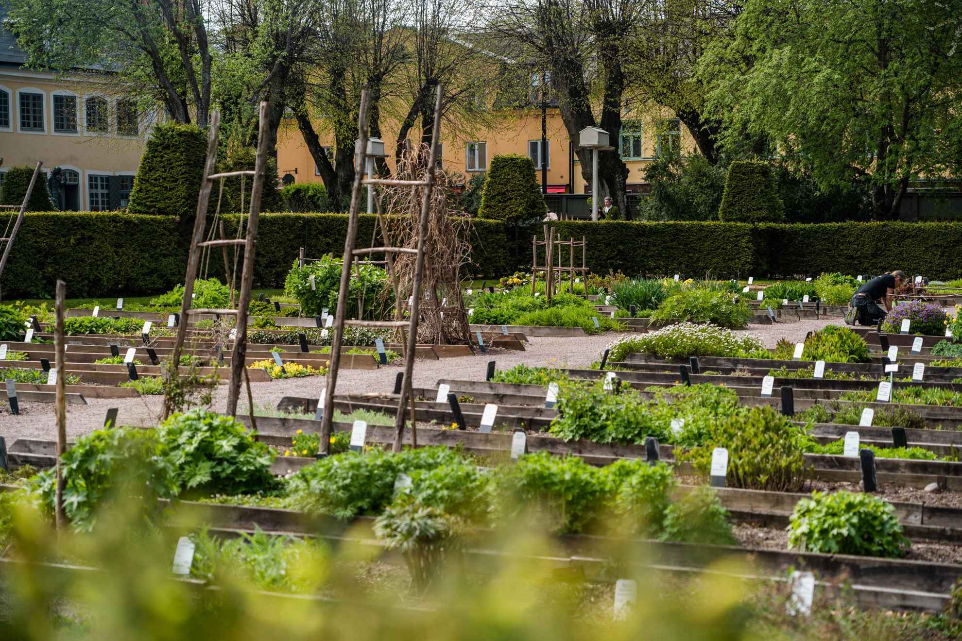 Cultivations at the Linnaeus Garden