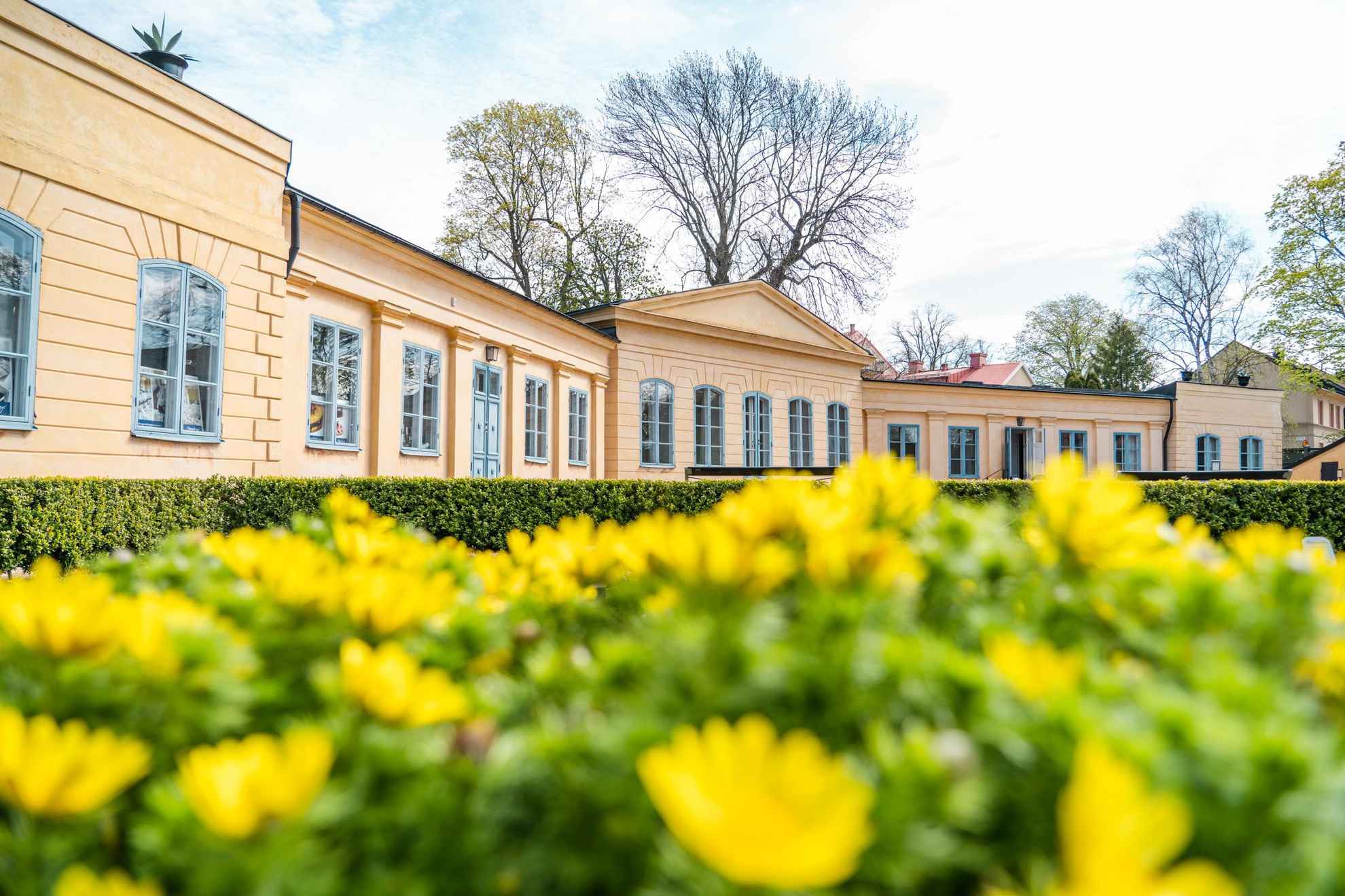 The Linnaeus museum, an old orange stone house, behind a yellow flower bed.
