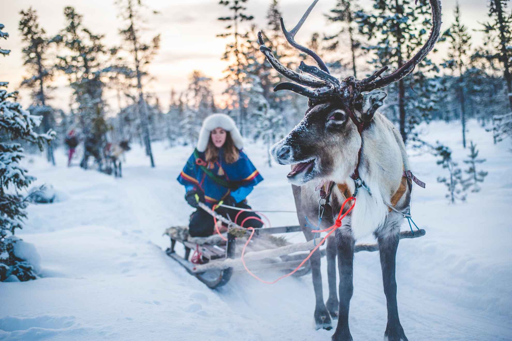 A Sami woman rides in a reindeer sled in a snowy winter forest.