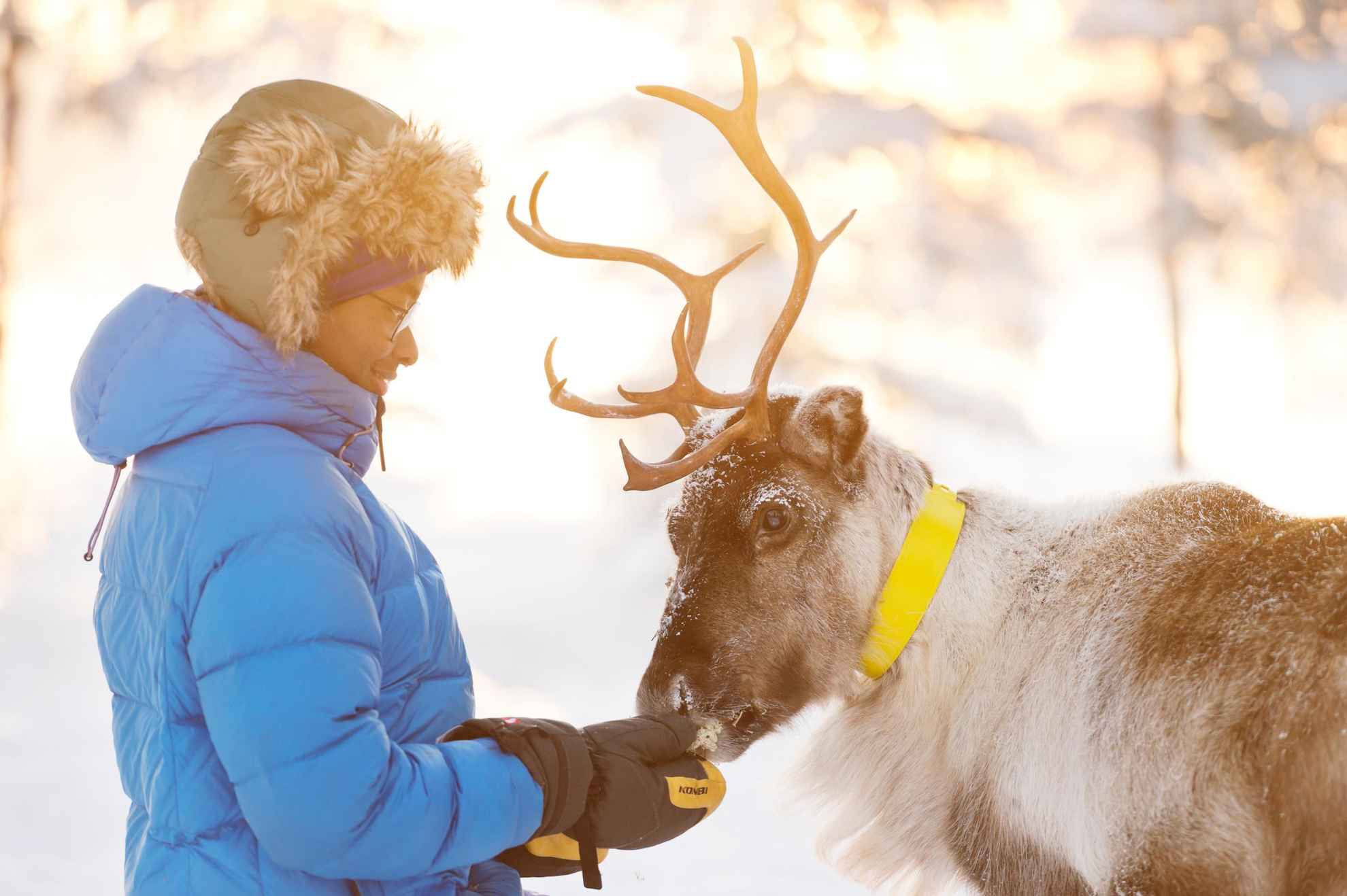 Reindeer encounter with Nutti Sámi Siida