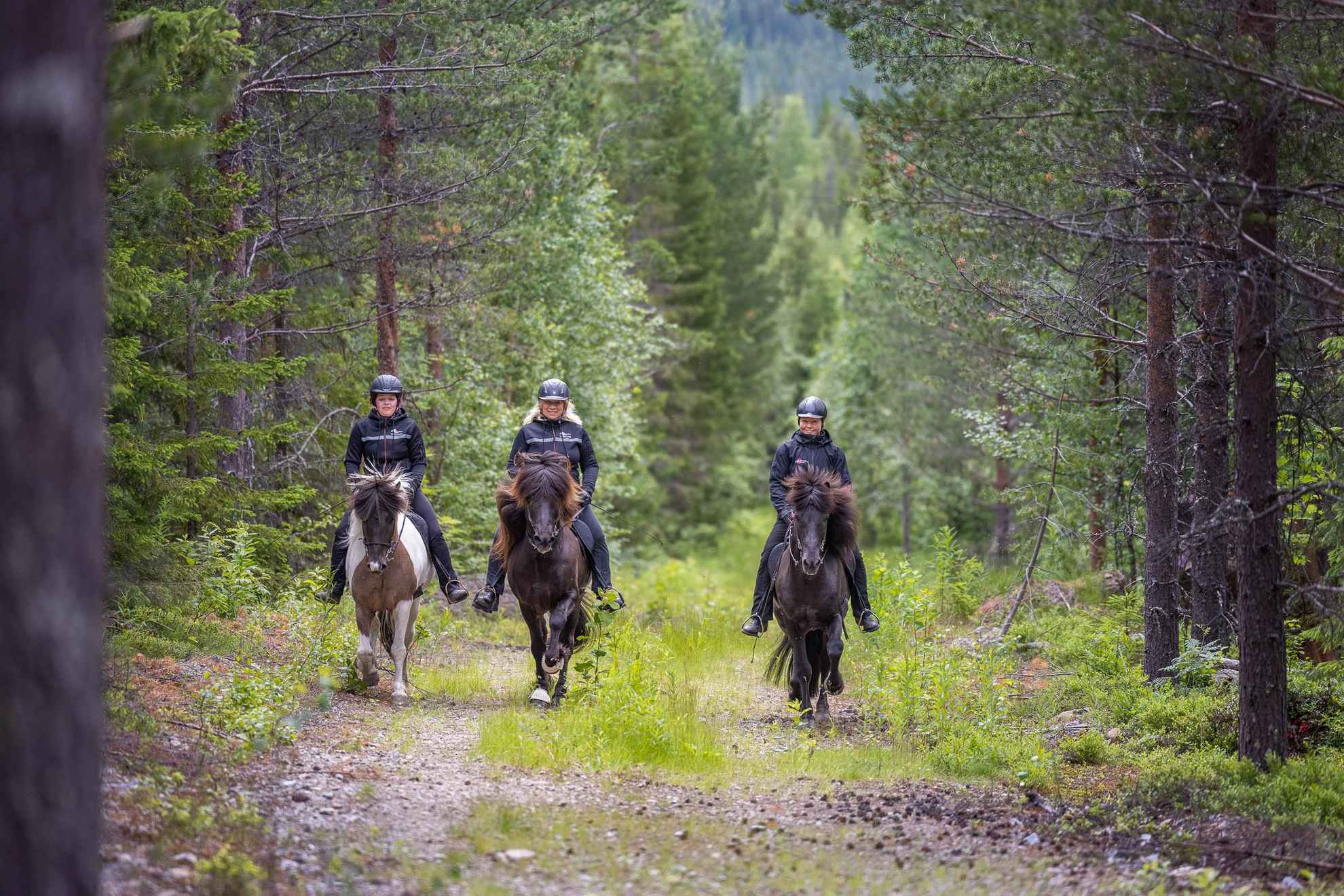 Three women riding Icelandic horses on a road in a forest.