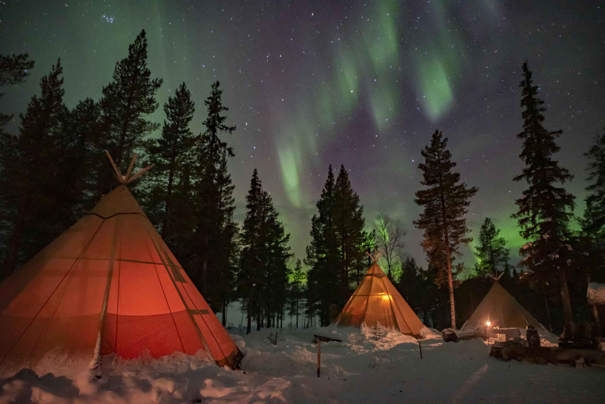 Northern lights in the sky above the trees and Lavvu tents.